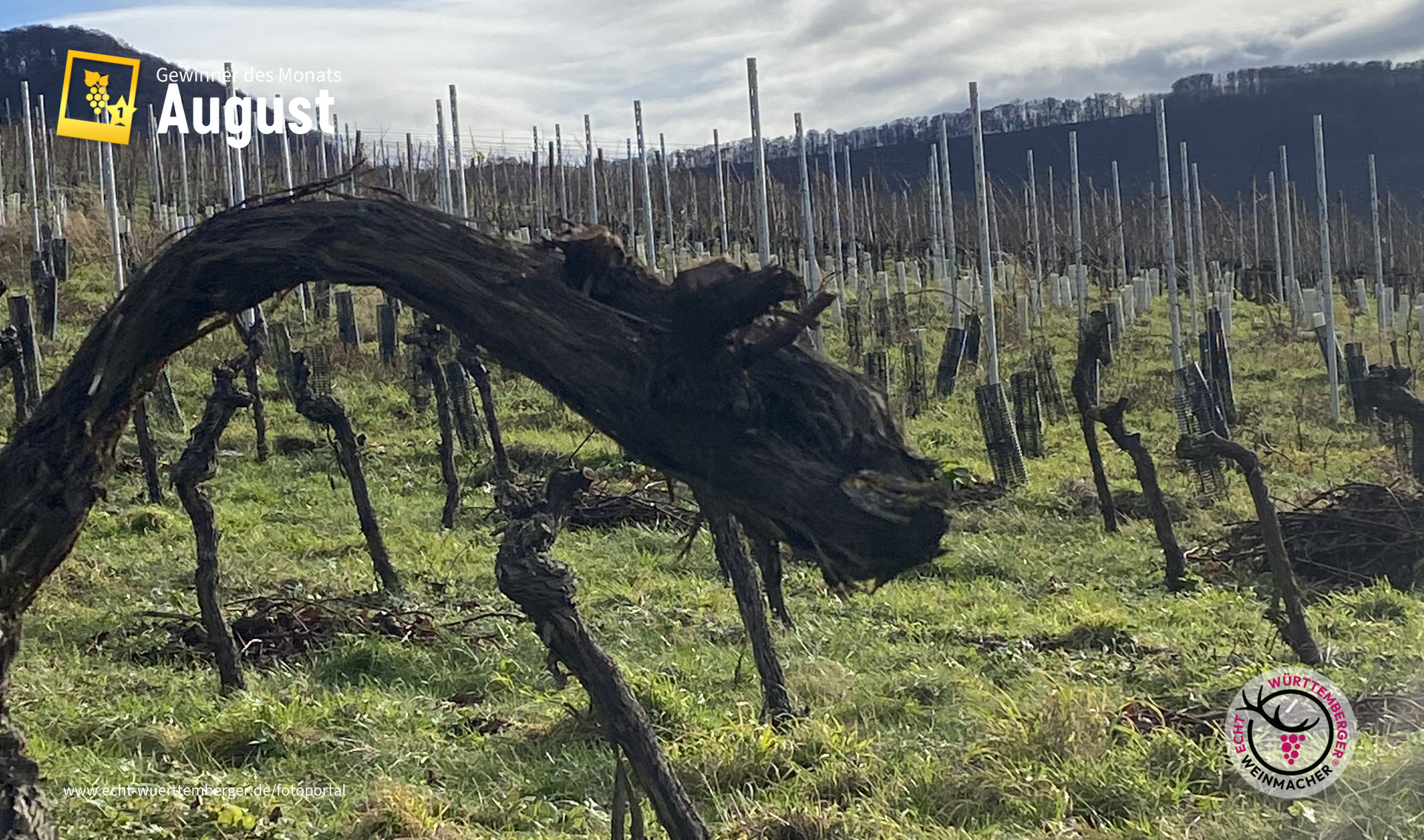 Drachen im Weinberg