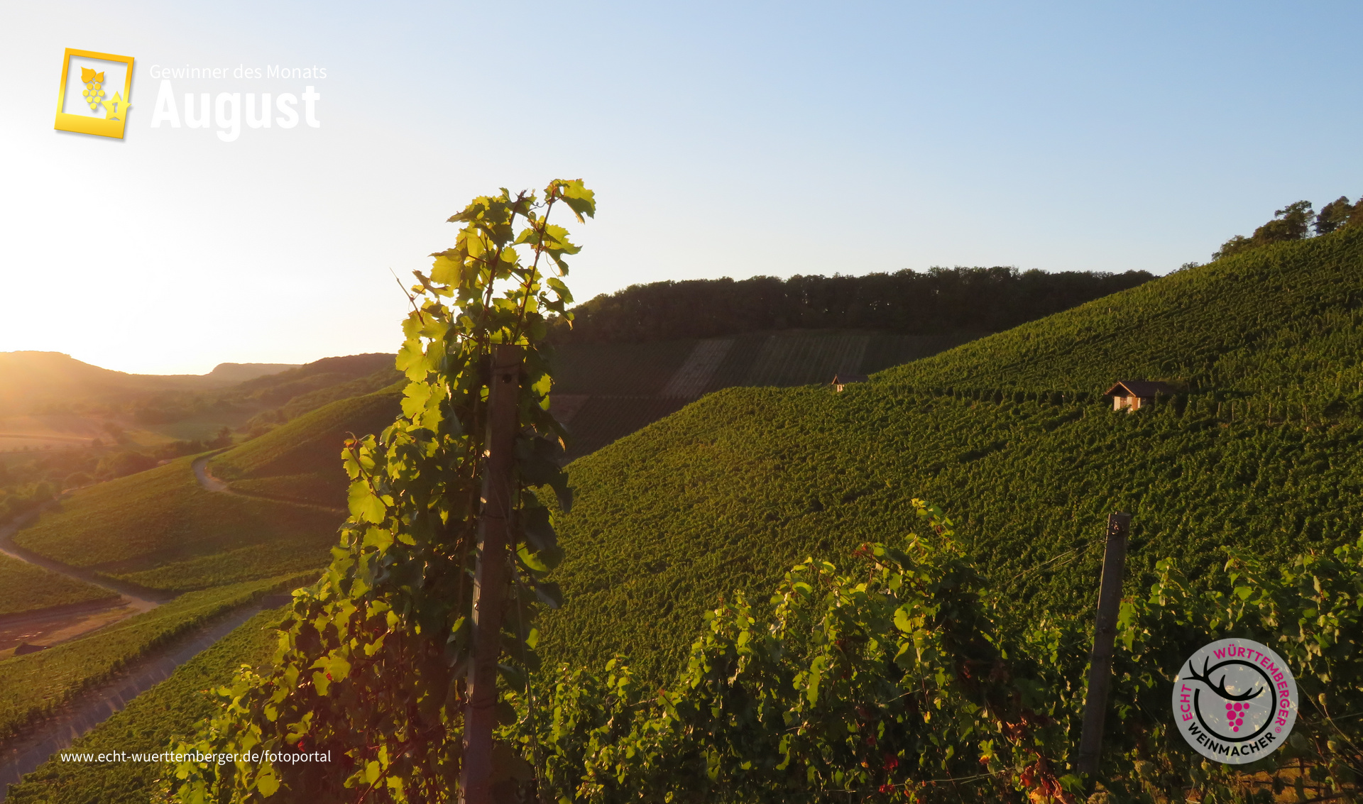 Weinberge soweit das Auge reicht