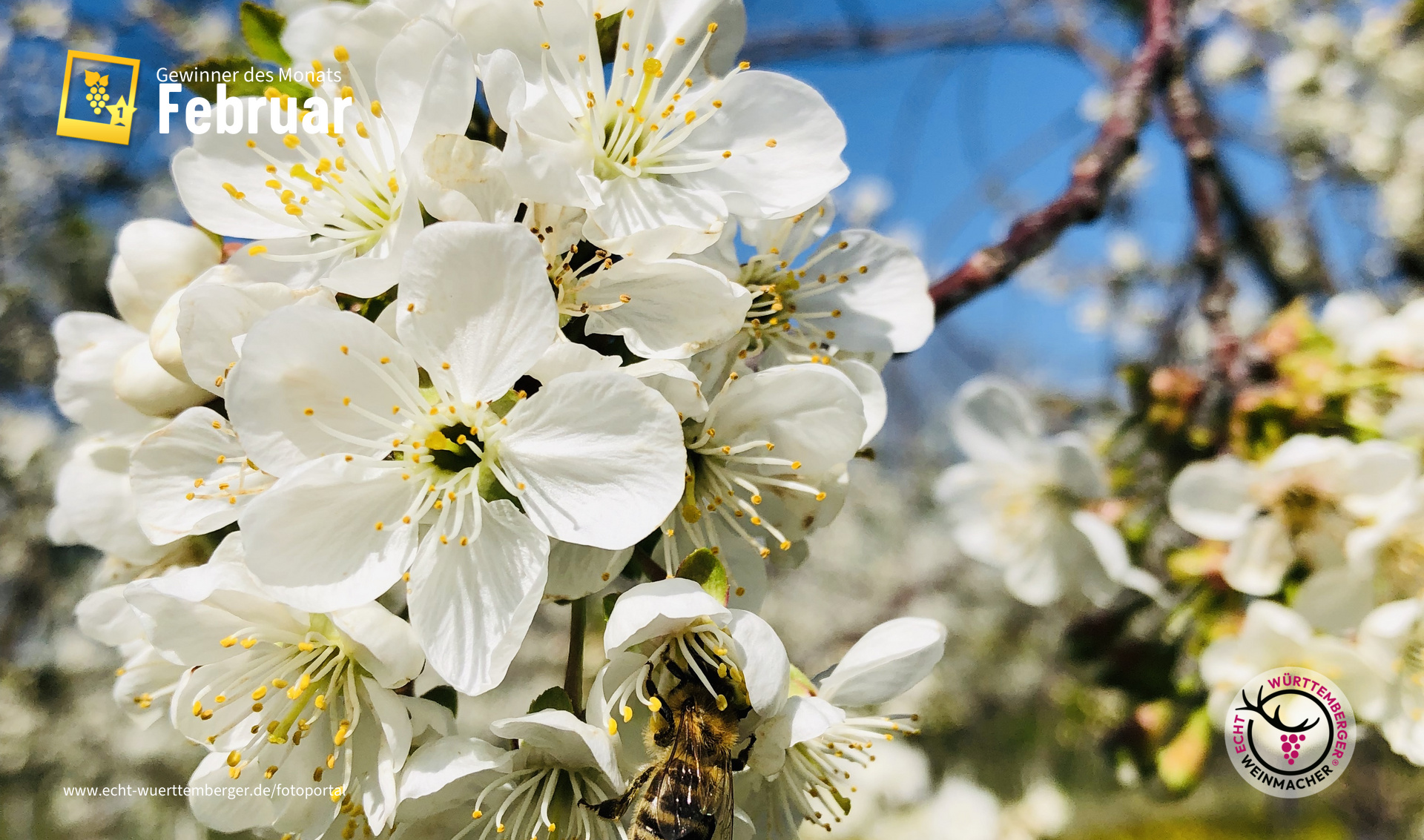 Kirschblüte am Sonnenberg in Stetten