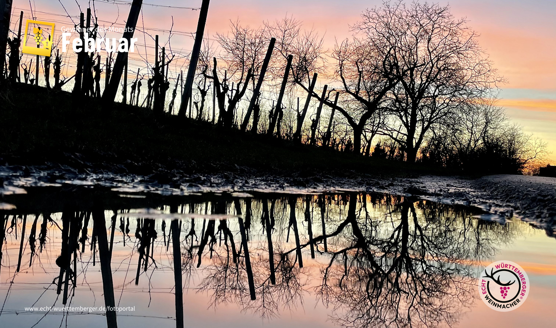 In der Pfütze spiegelt sich - der Weinberg in dem Abendlicht