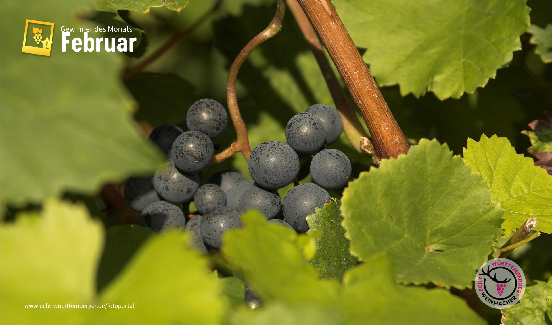 Portugieser im Zabergäu