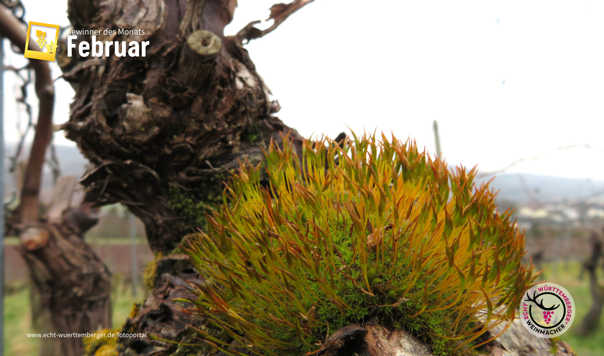 Hornzahnmoos auf Rebe