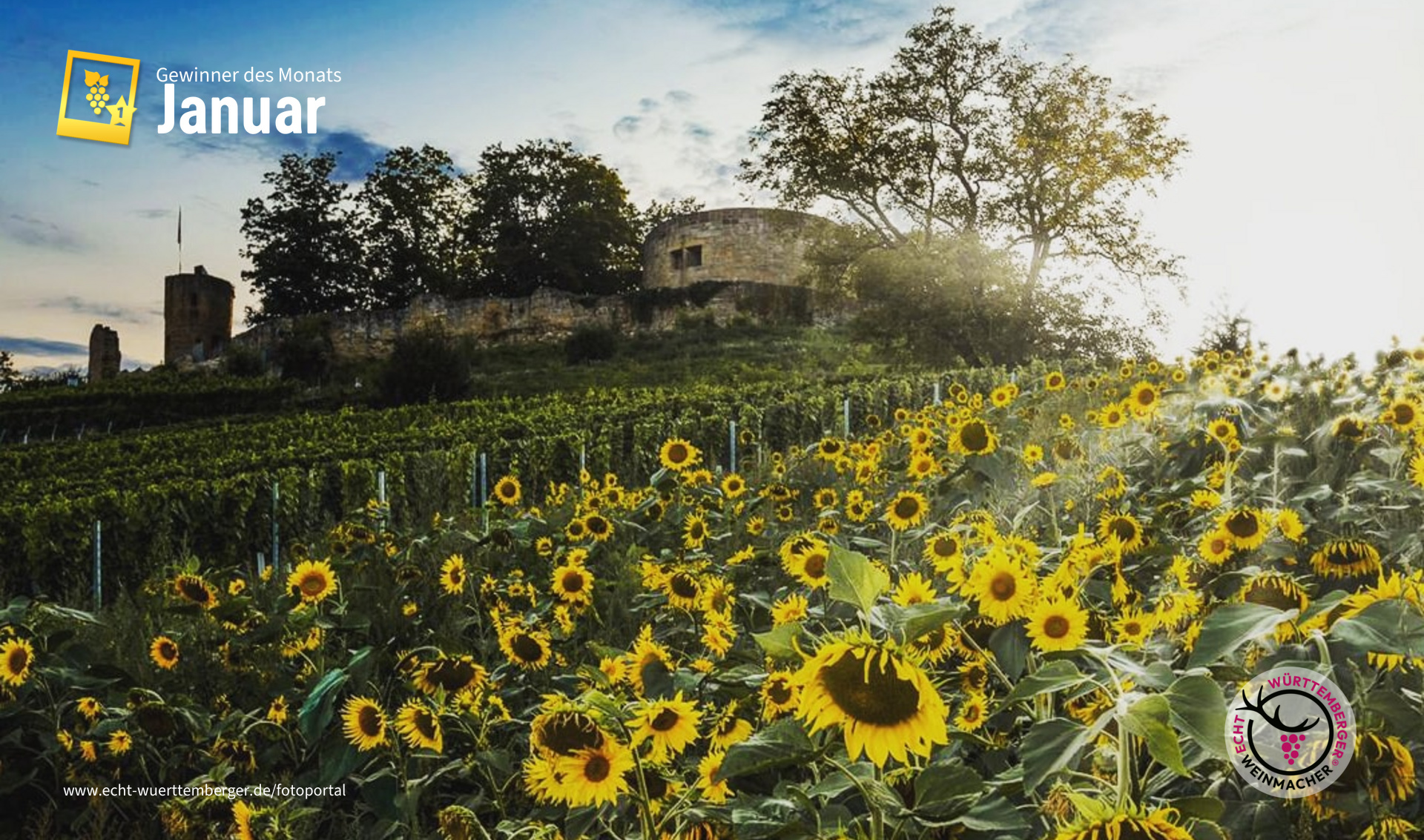 Sonnenblumen vor der Weibertreu