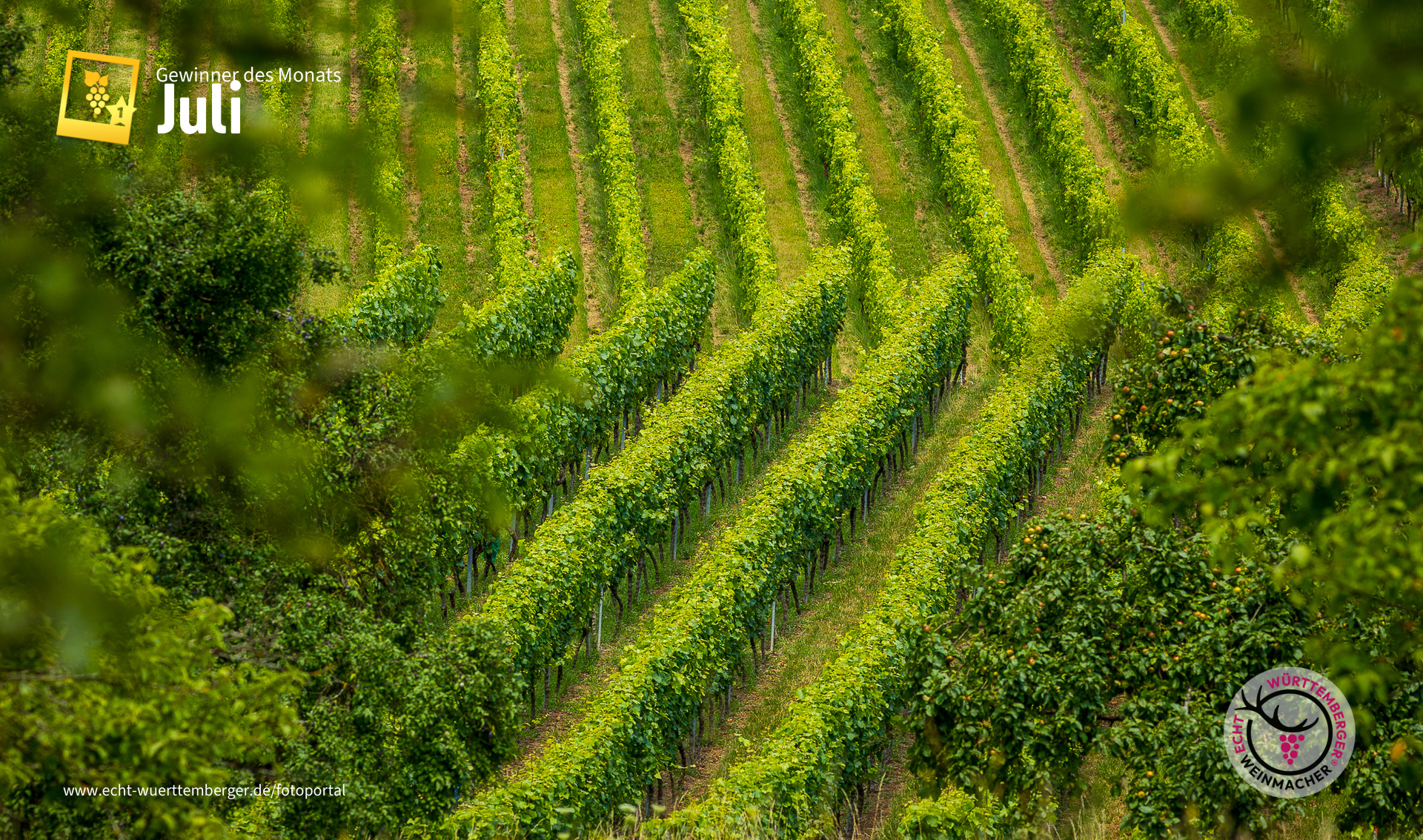 Linien im Weinberg