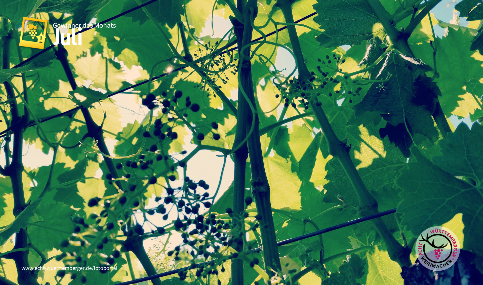 "Drei Farben: Grün"