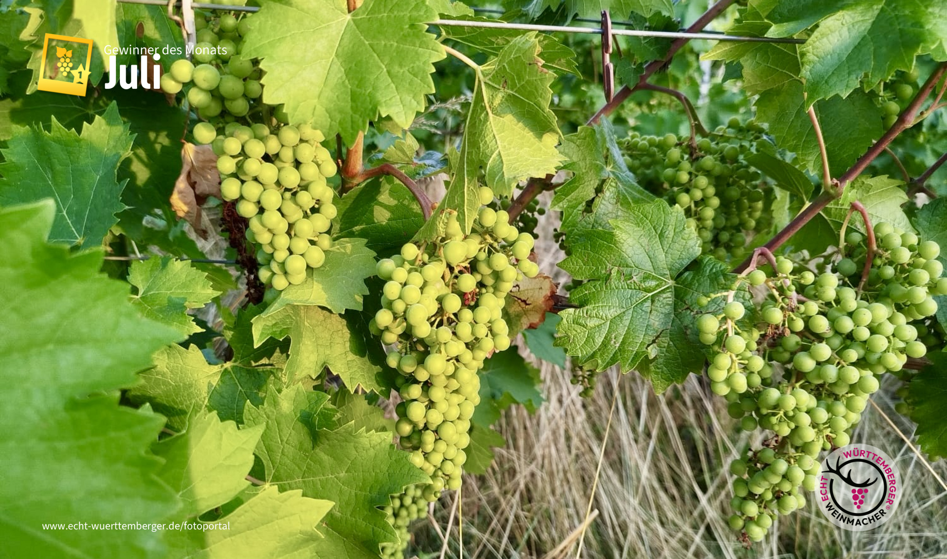 Cabernet Jura