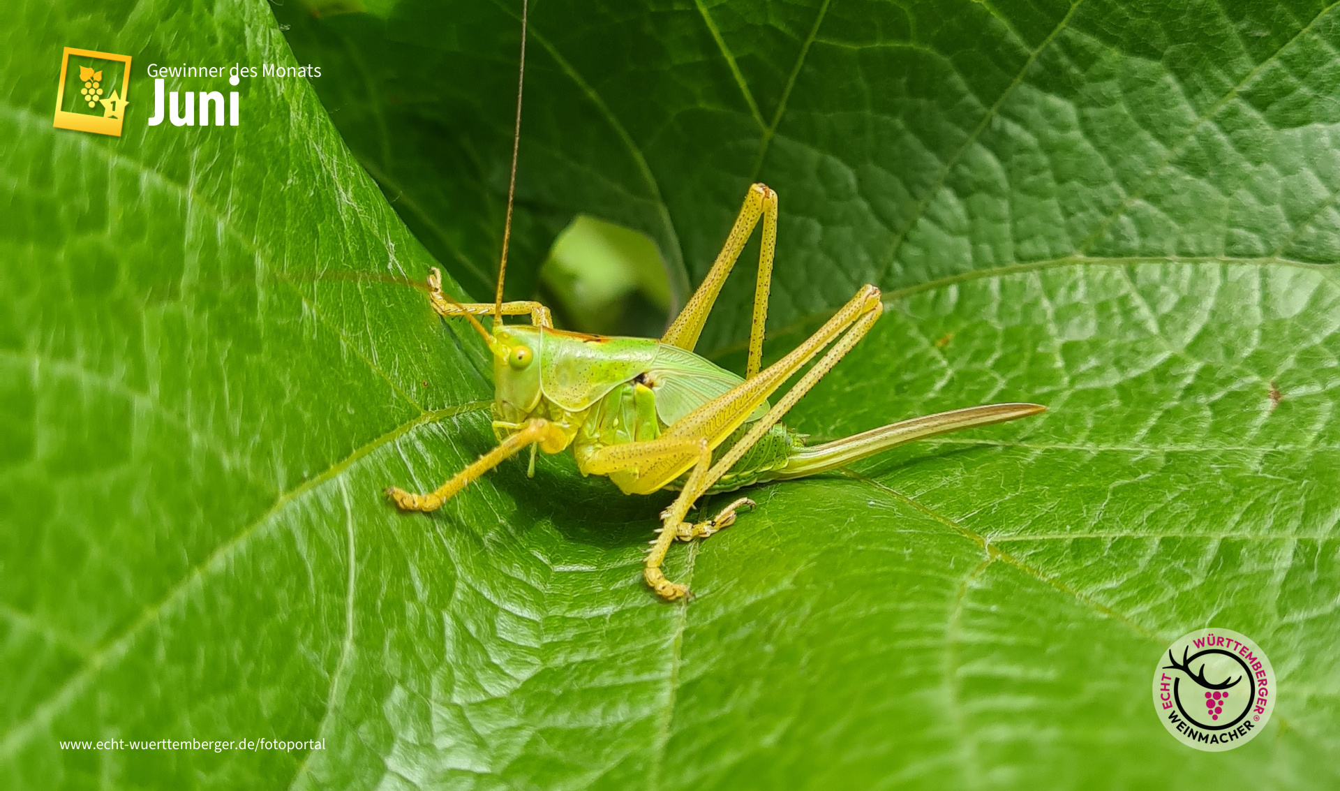 Flipp schaut, dass die Blüte kein Flopp wird :-)