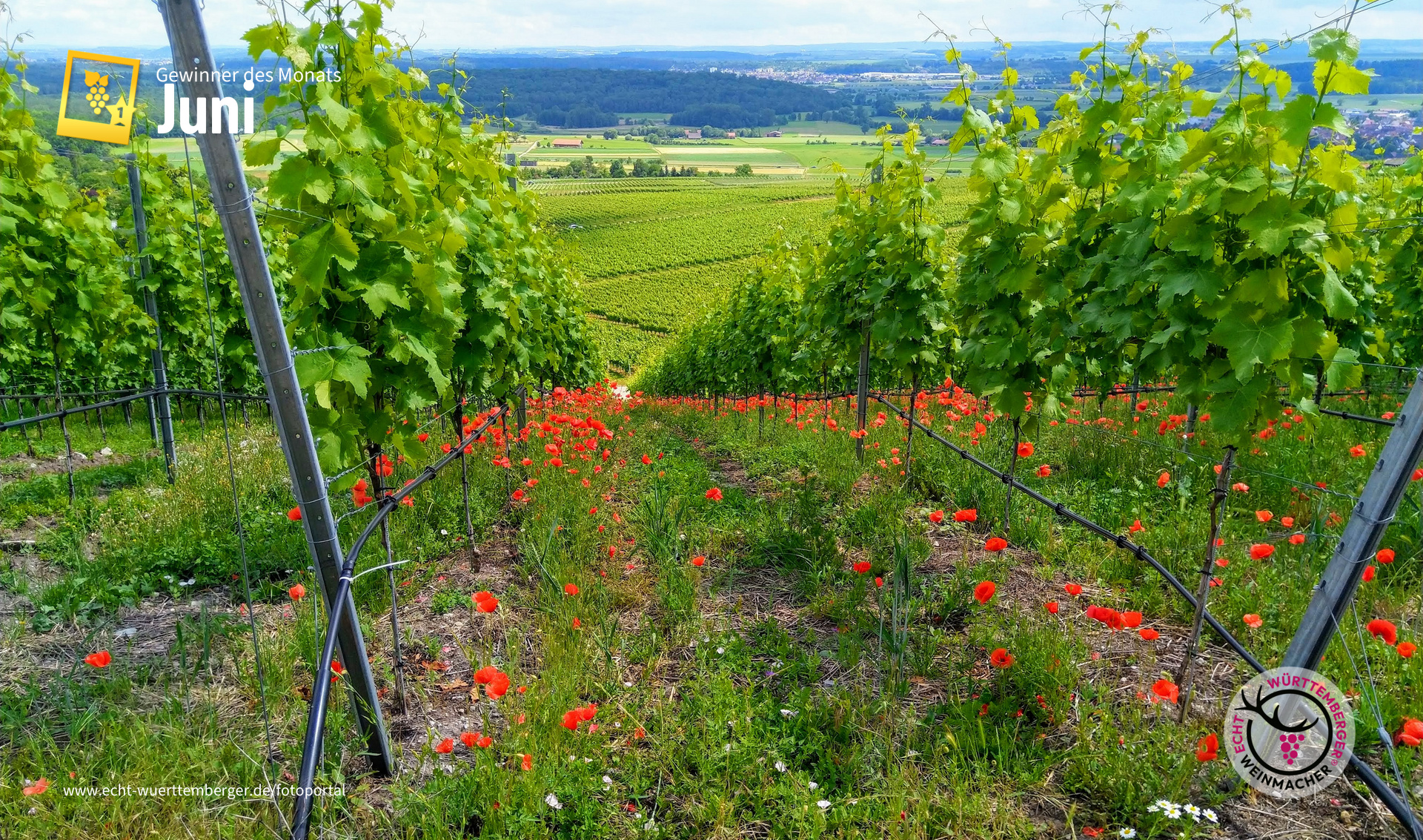 Horrheim Klosterberg - das Rote im Grünen
