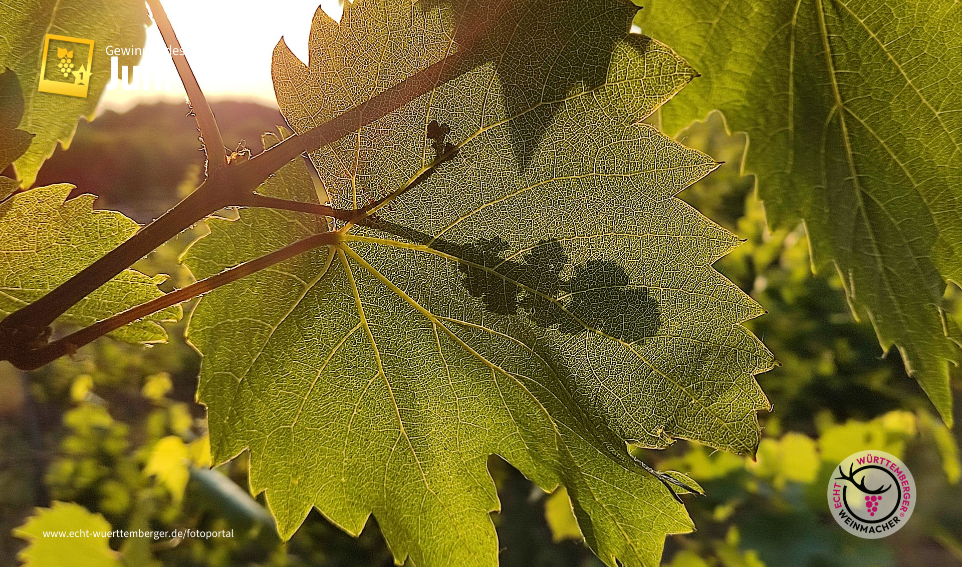 Zukunft hinterm Weinblatt
