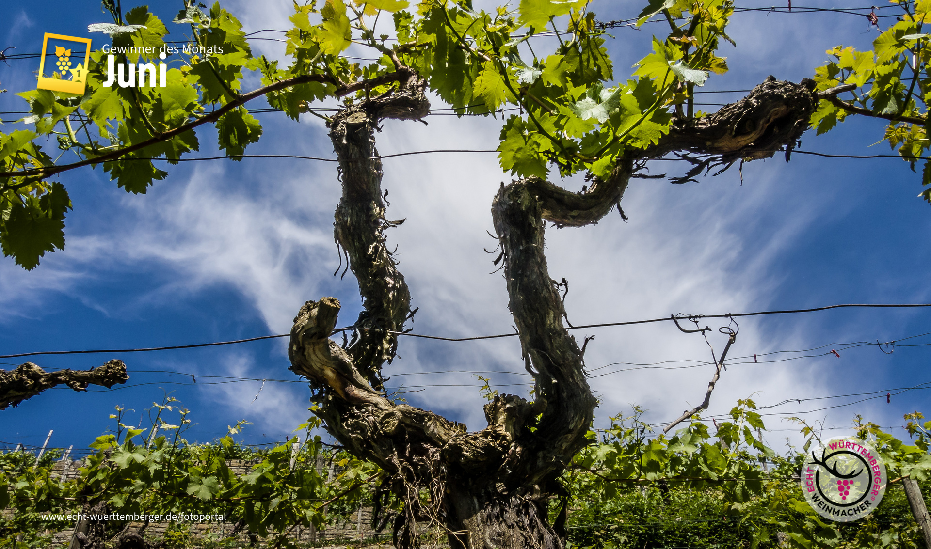 Neuer Wein