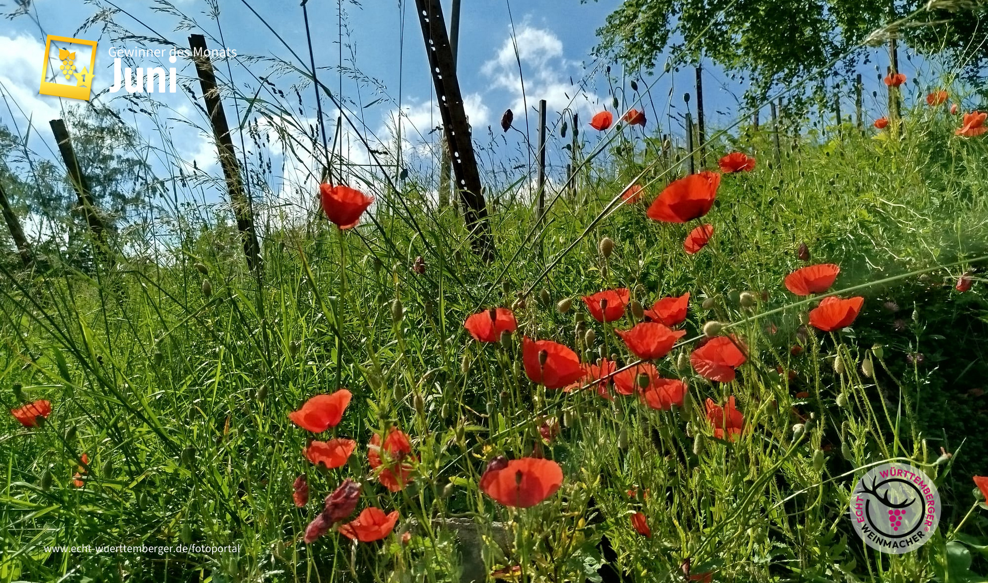 Roter Mohn im Weinberg