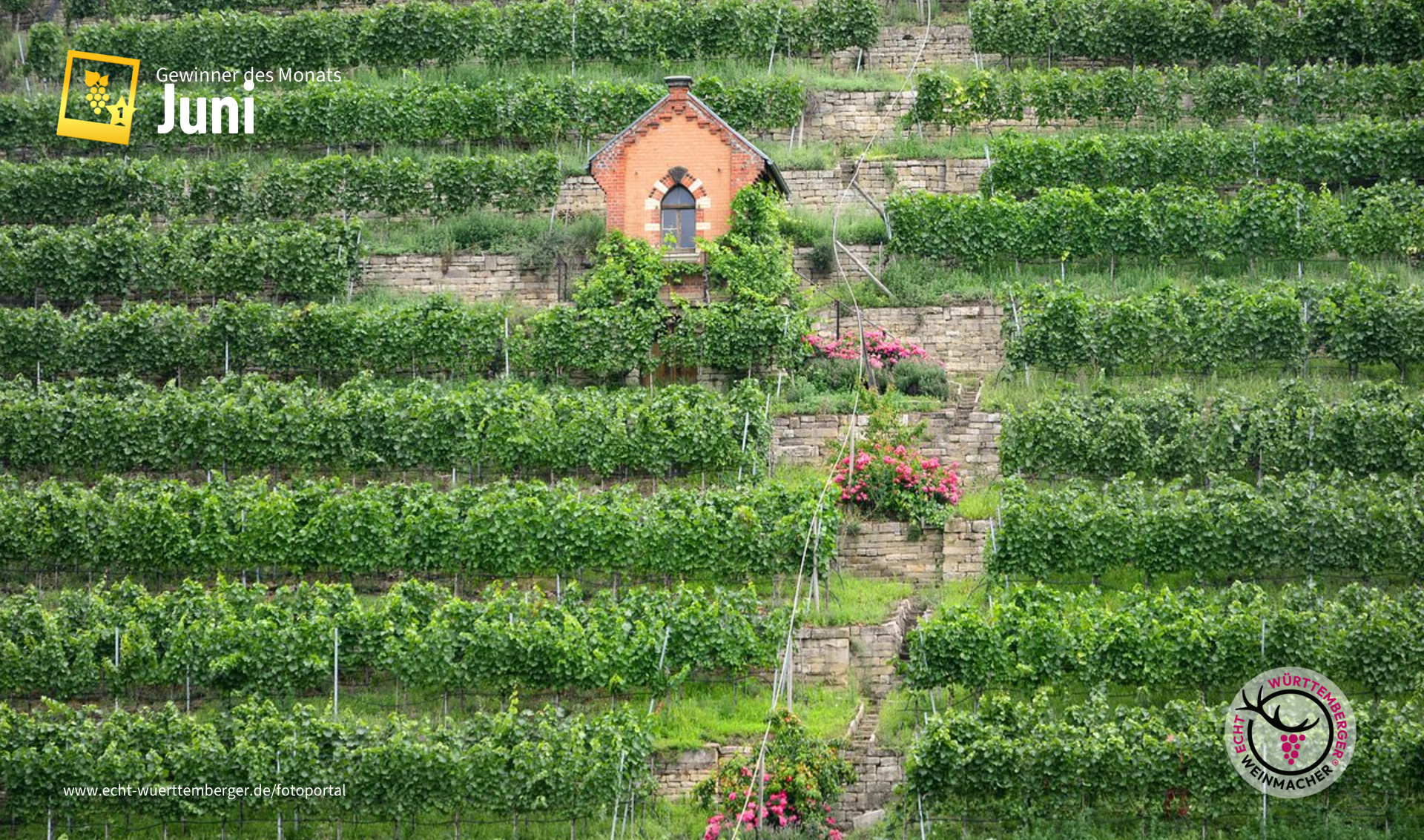 Weinberg am Neckar