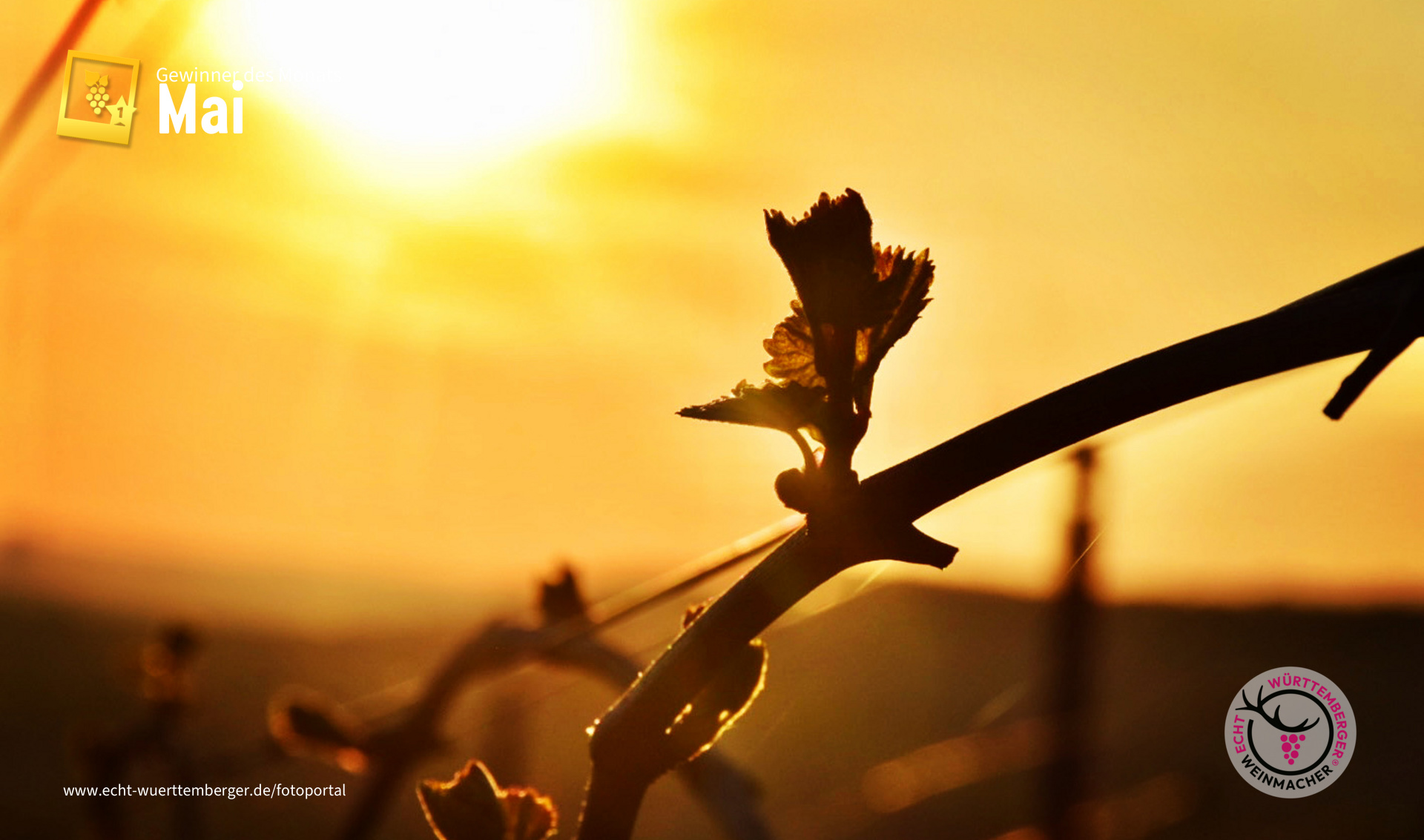 Abendstimmung im Weinberg