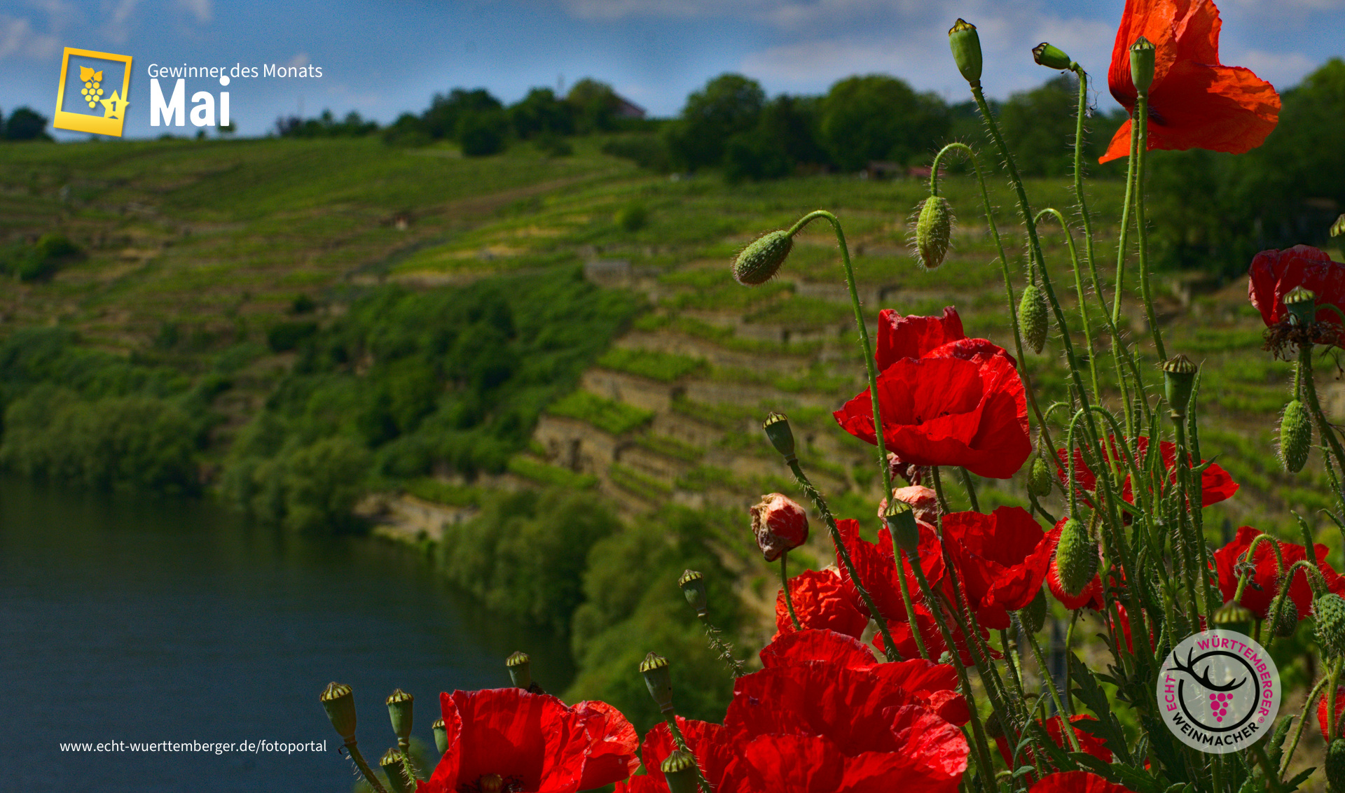 Über der Neckarschleife strahlt der Mohn