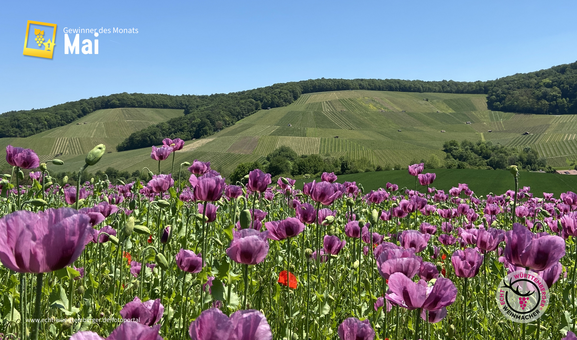 Mohn und Wein