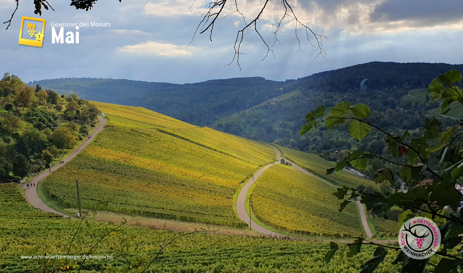 Weinbergblick