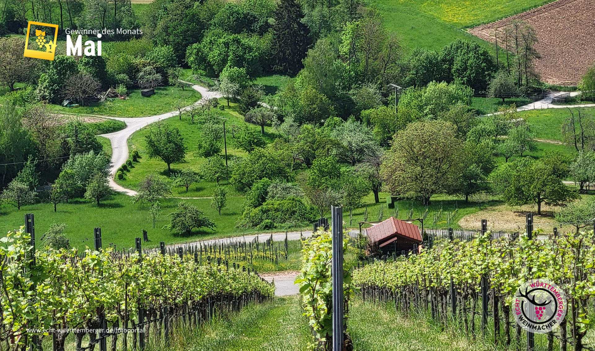 Frühling im Weinberg