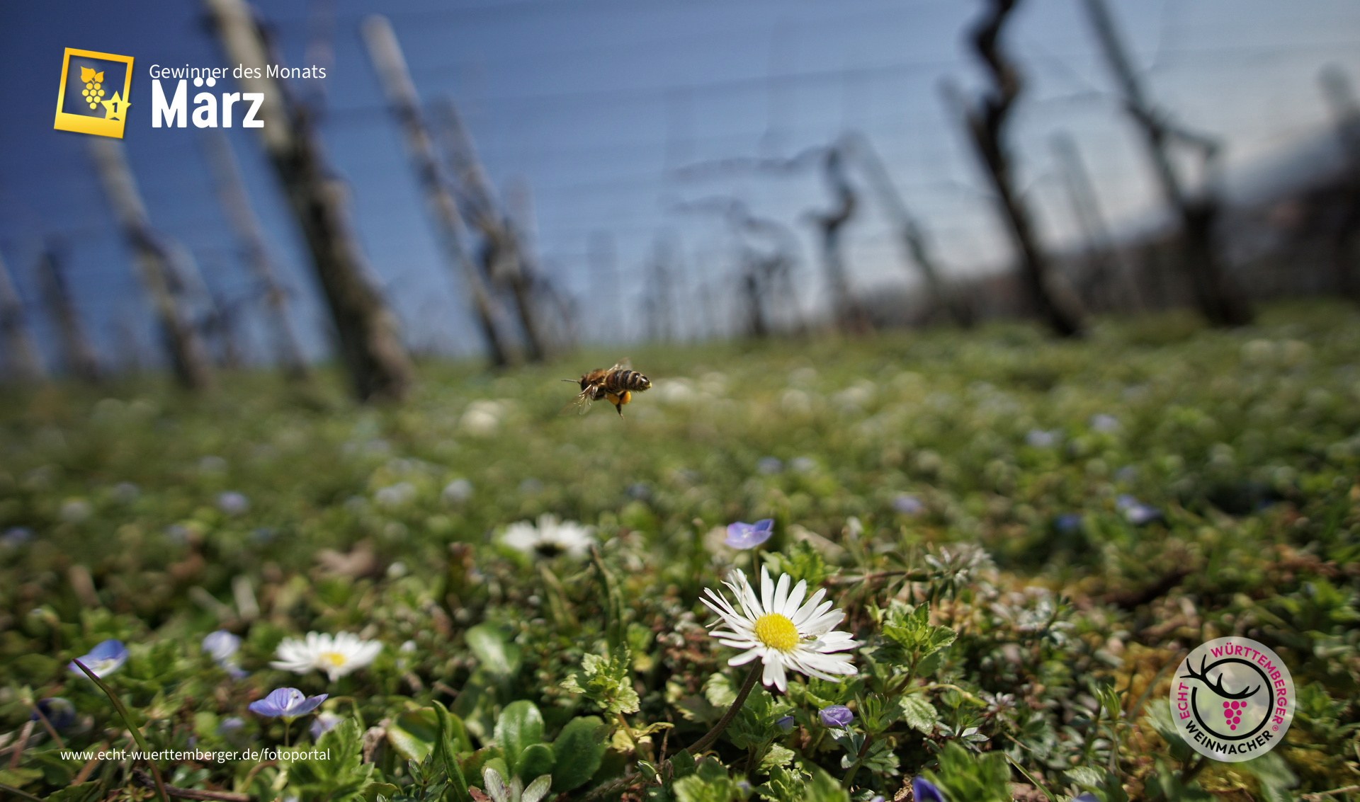 Fleißiger Arbeiter im Wengerd