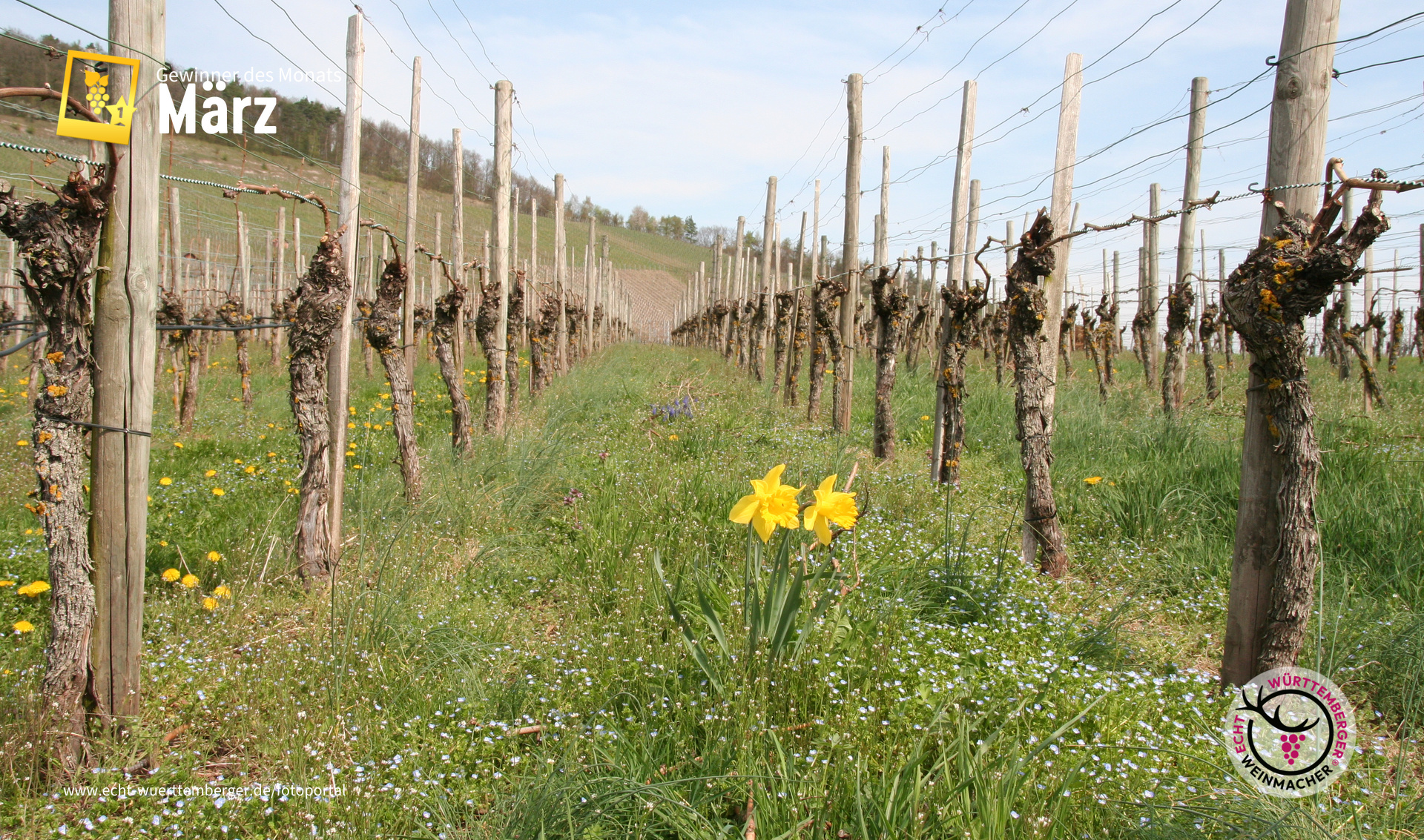 Erste Frühlingsboten