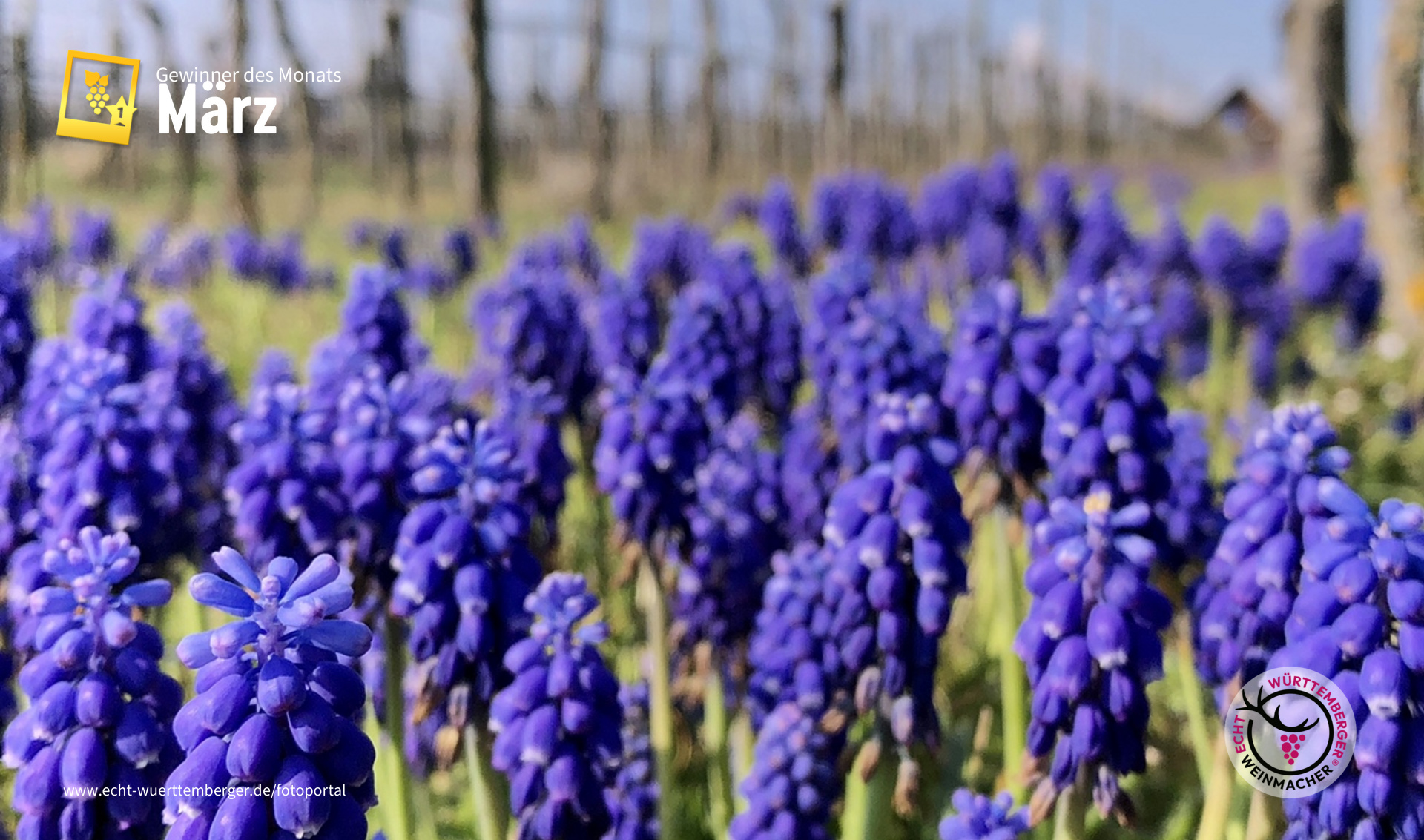 Frühling im Weinberg