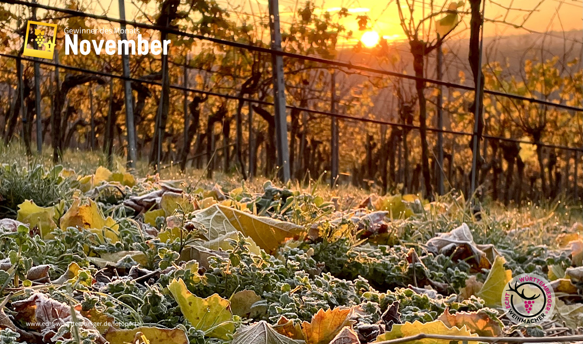 Morgenstunde im Weinberg Ensingen
