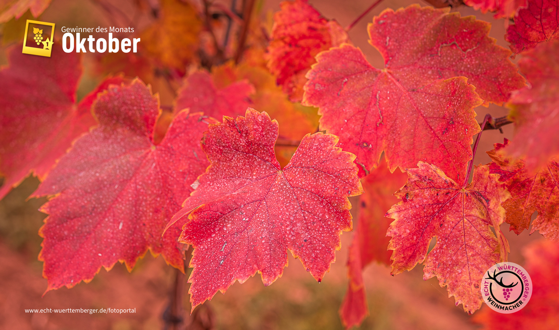 ... jetzt kann ich sie nicht mehr zählen, die roten Blätter im Weinberg ...