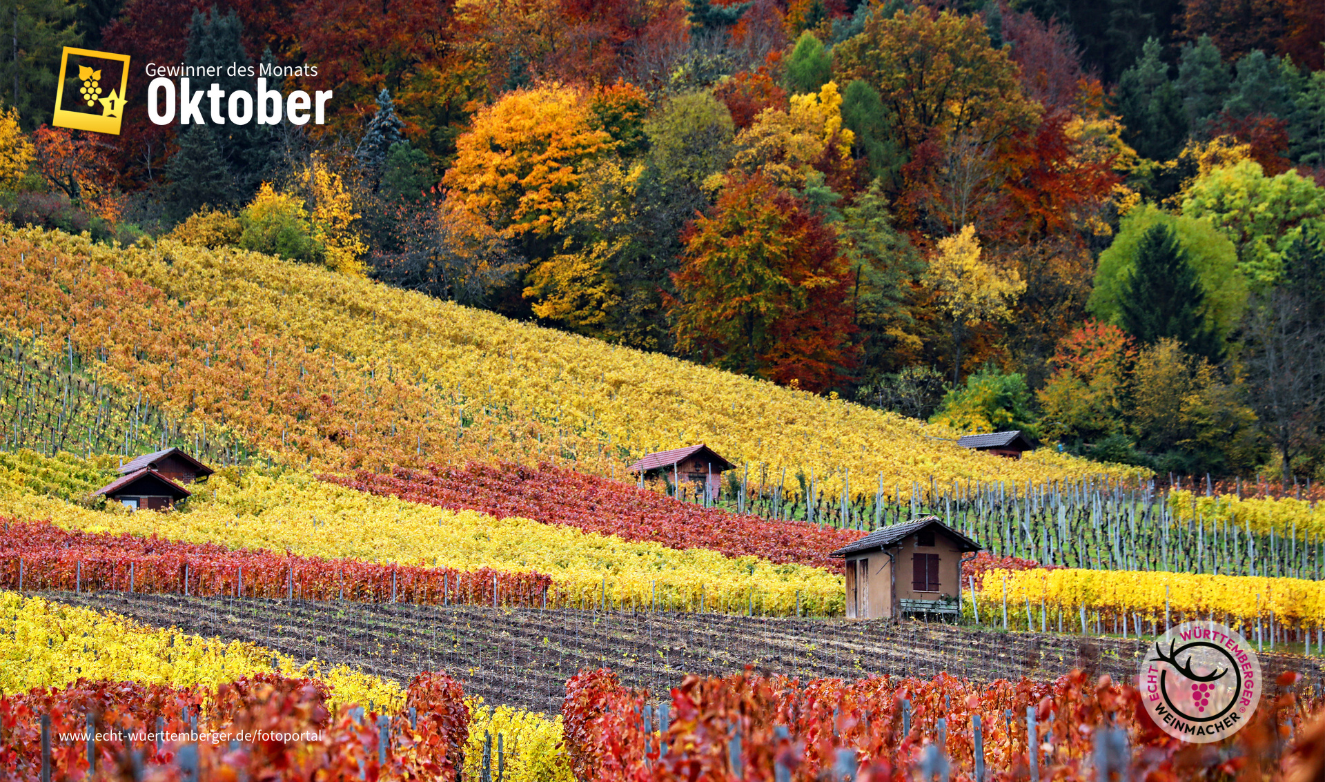 Herbstlicher Weinberg, Kernen