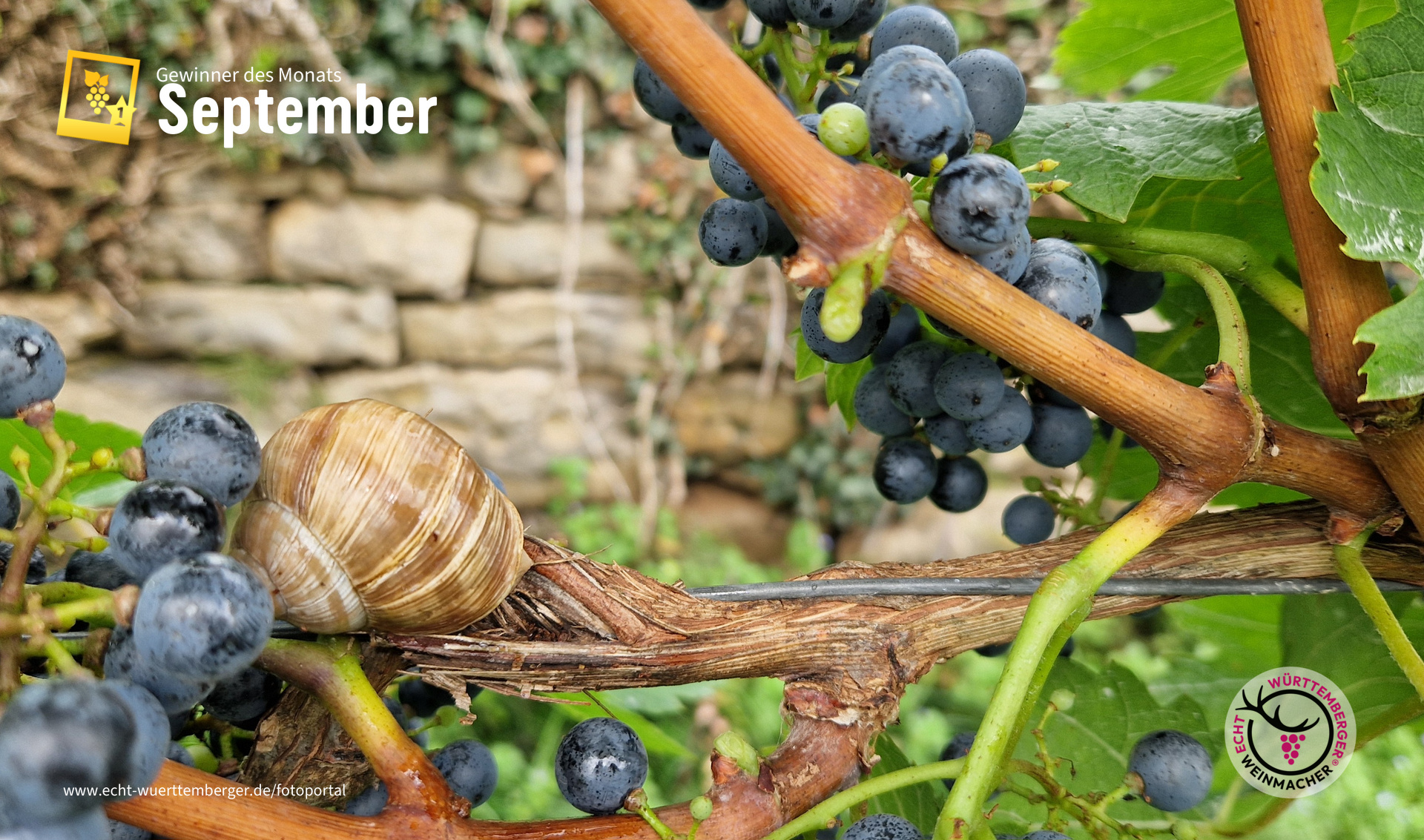 Cabernet Cubin in den terrassierten Steillagen in Lauffen am Neckar