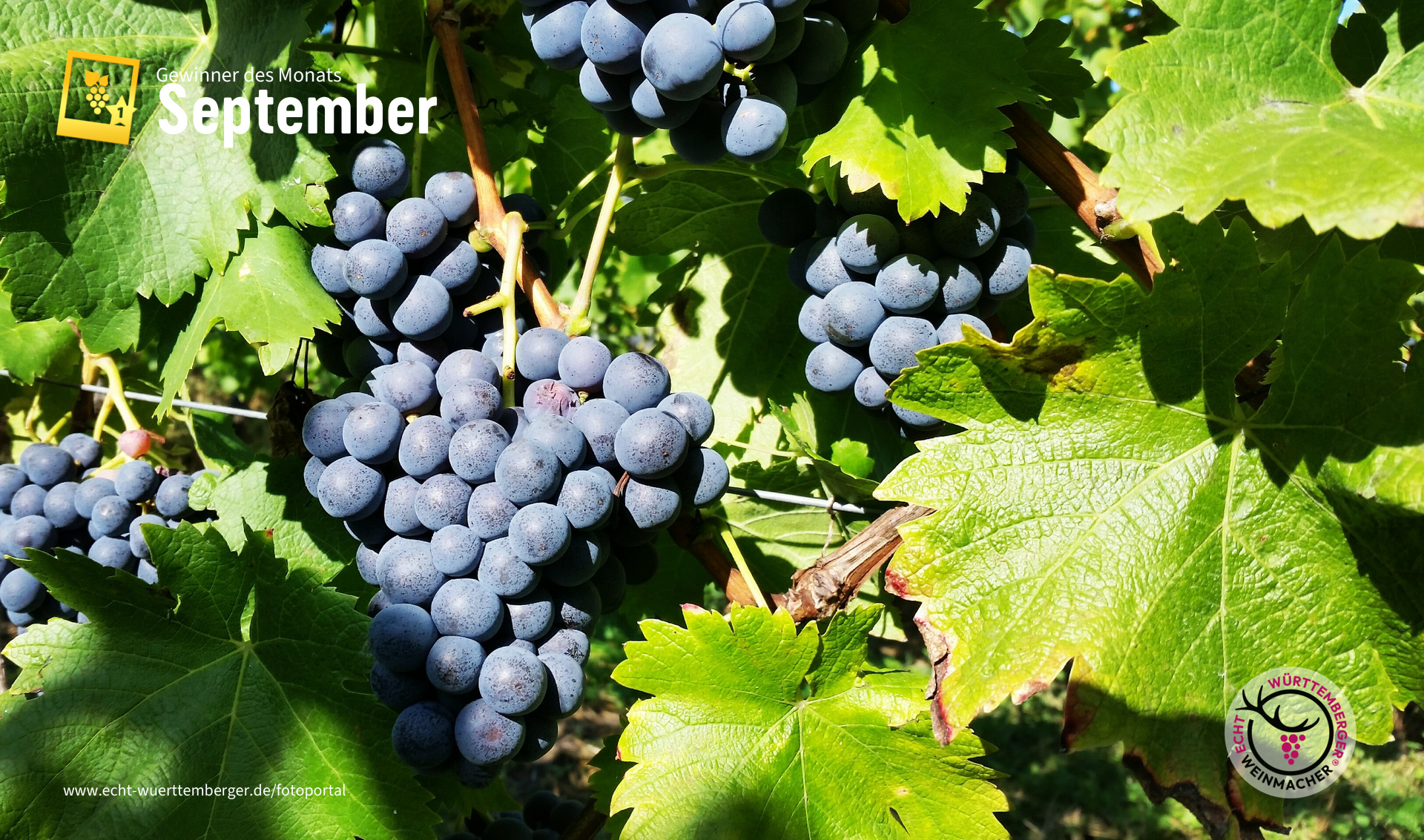 Bilderbuchtrollinger