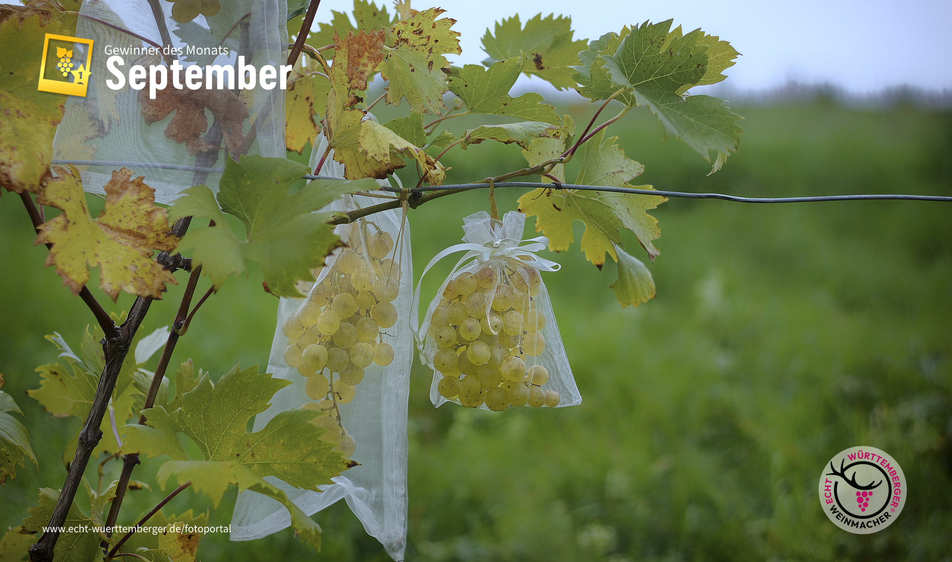 Die Trauben sind reif