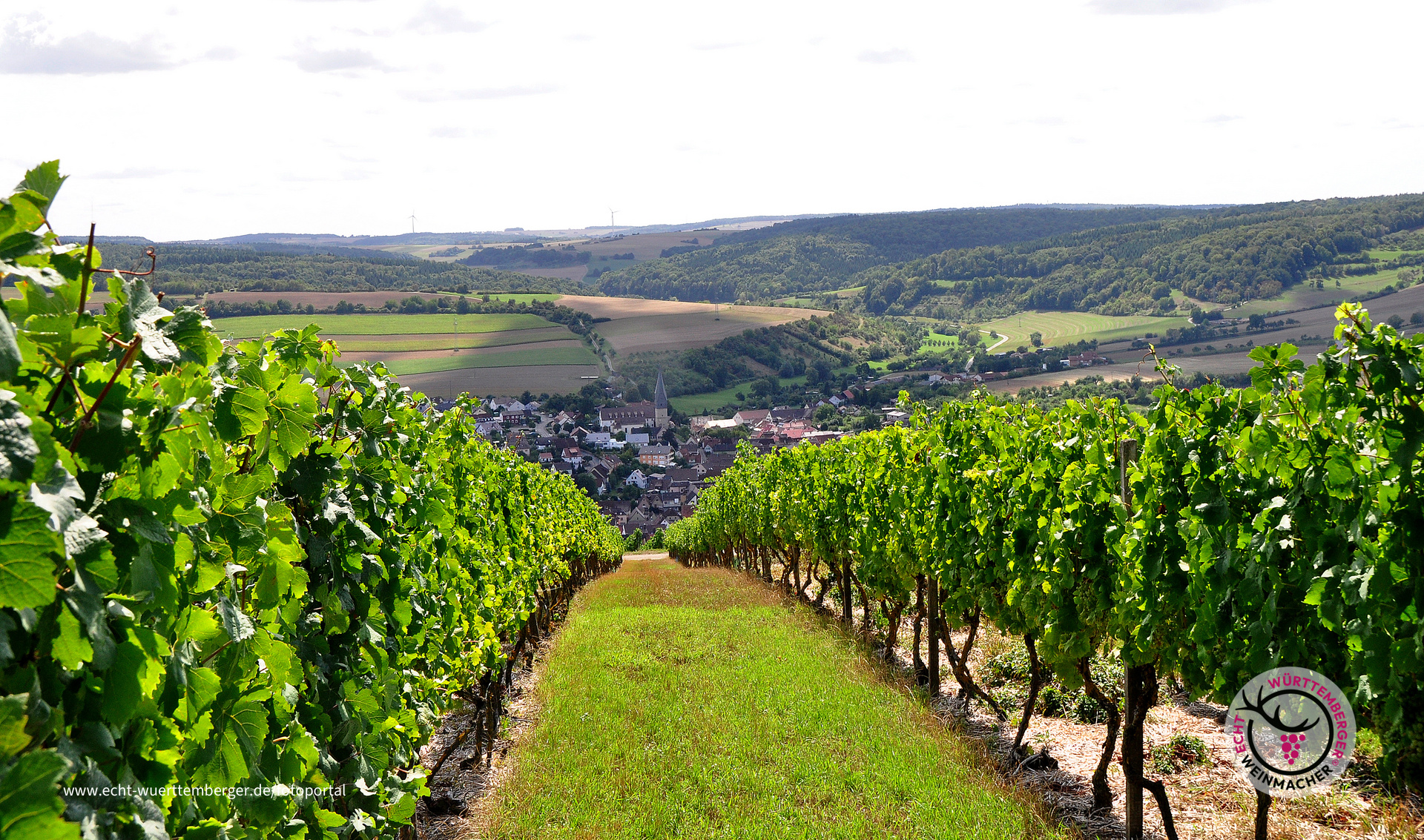 Weinbergblick