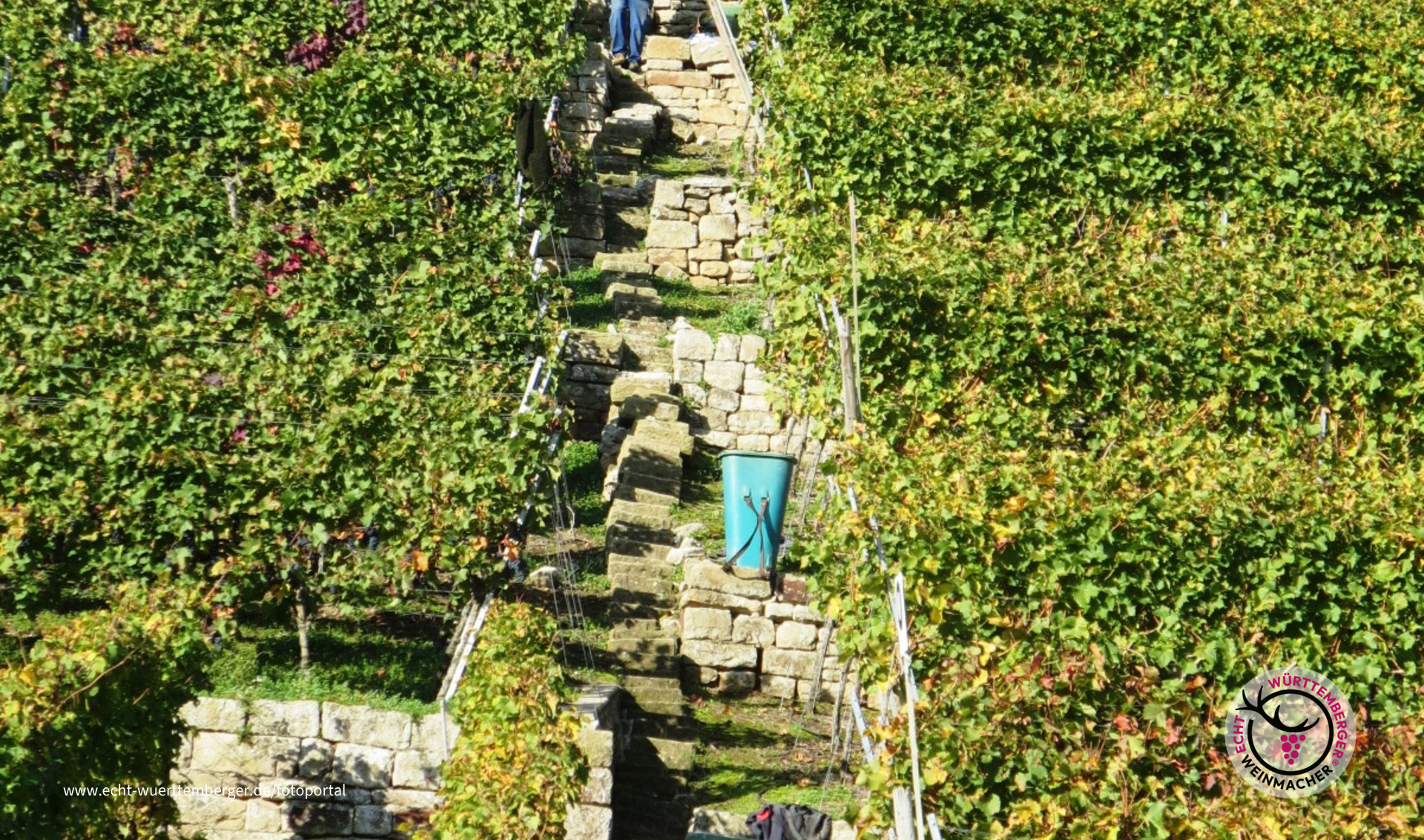 Steillagenernte bei Lauffen