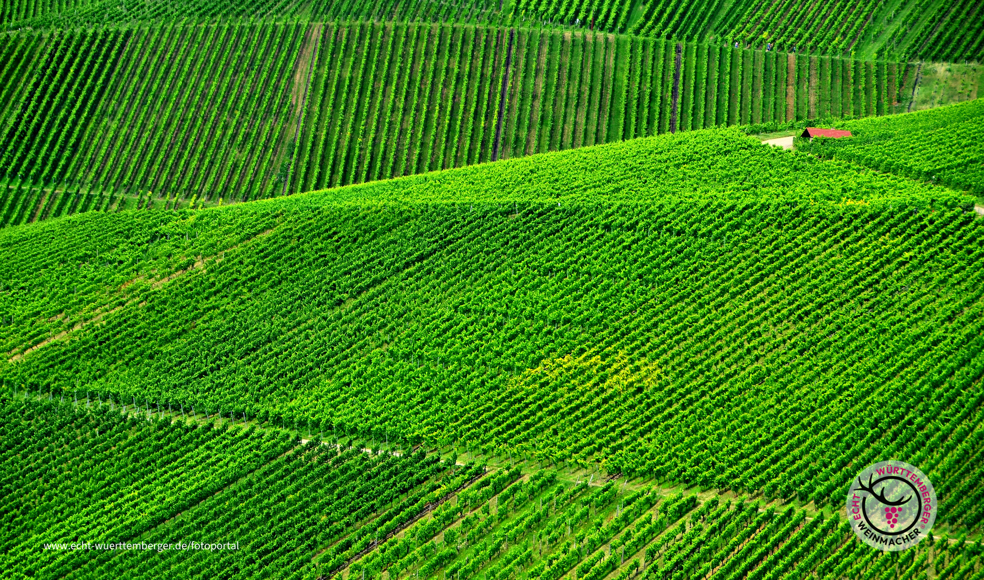 fifty shades of... green