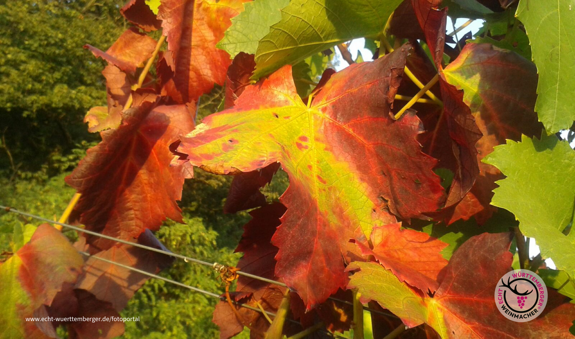 Der Herbst im Weinberg