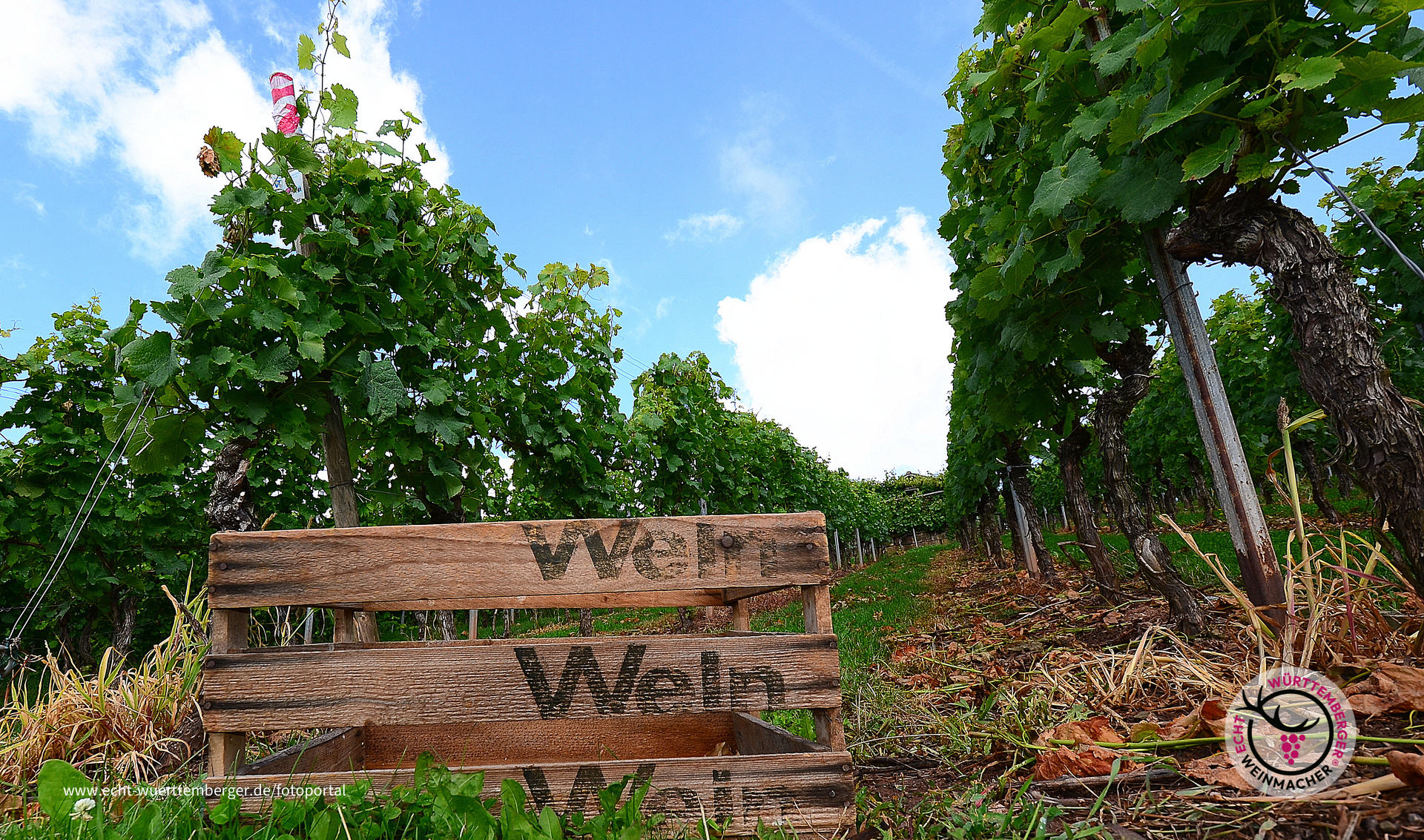 Wein