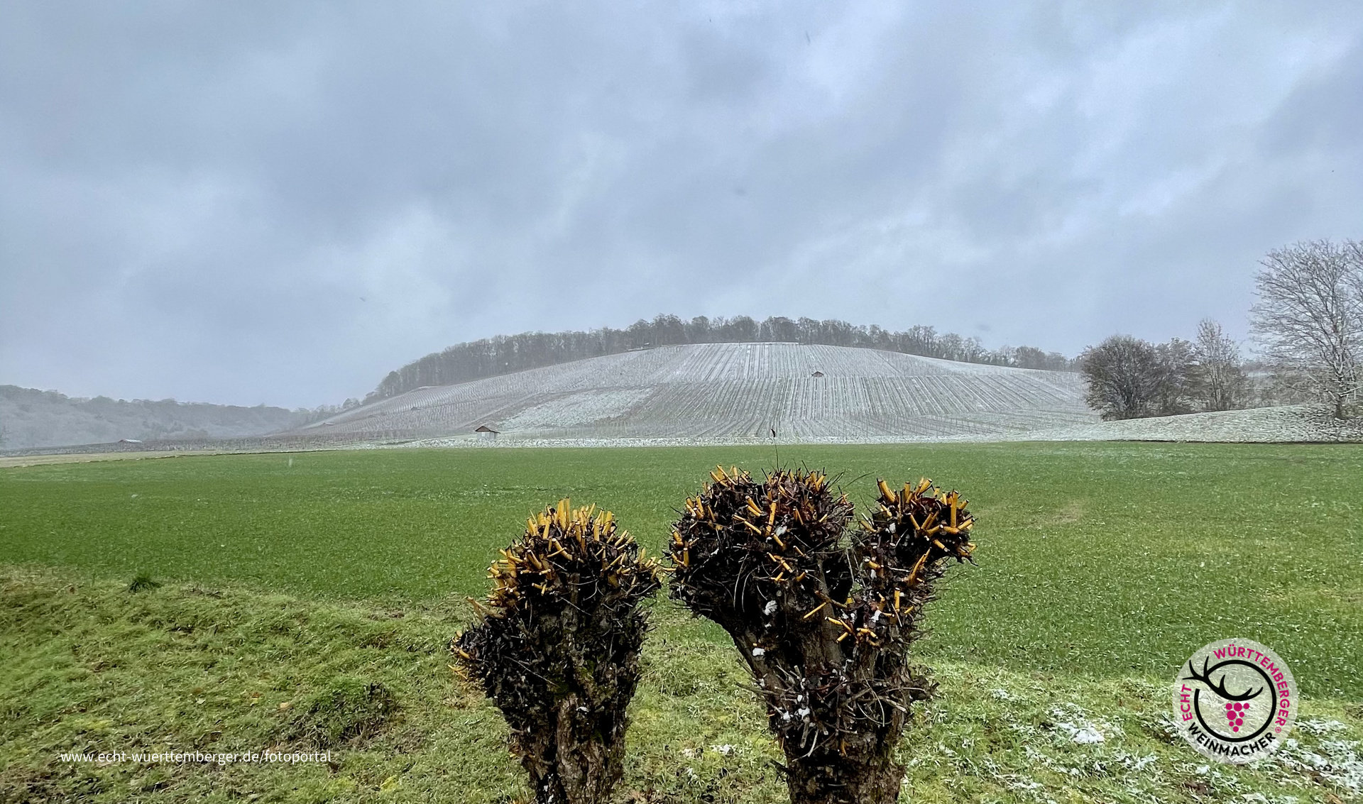 Weiden und Reben