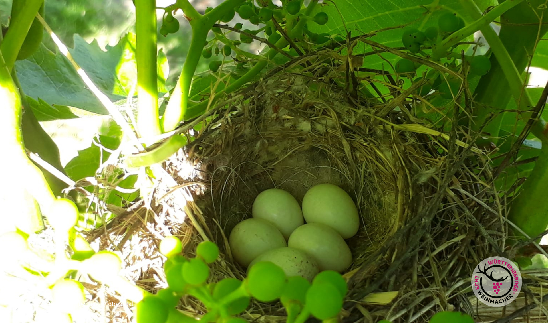 Vogelnest
