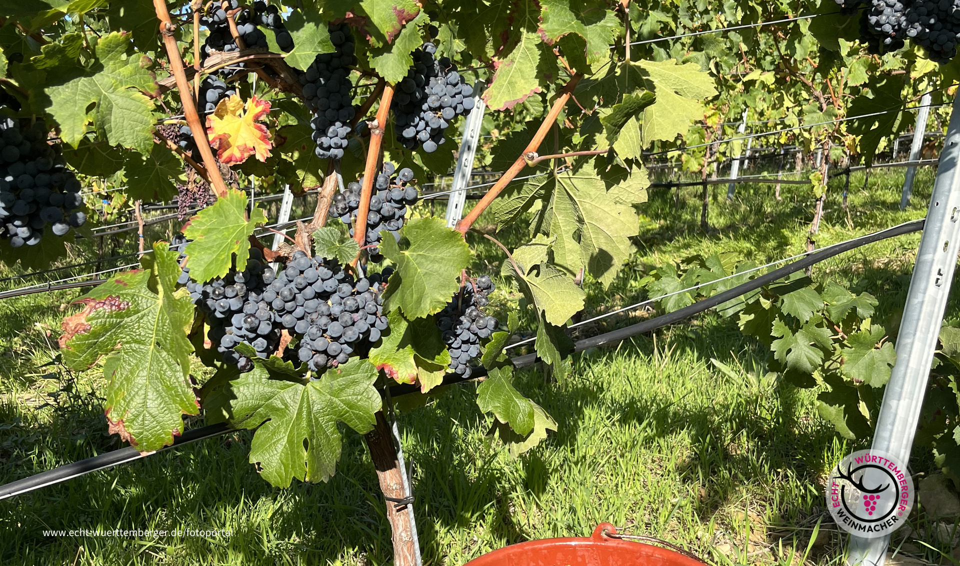 Merlot-Weinlese