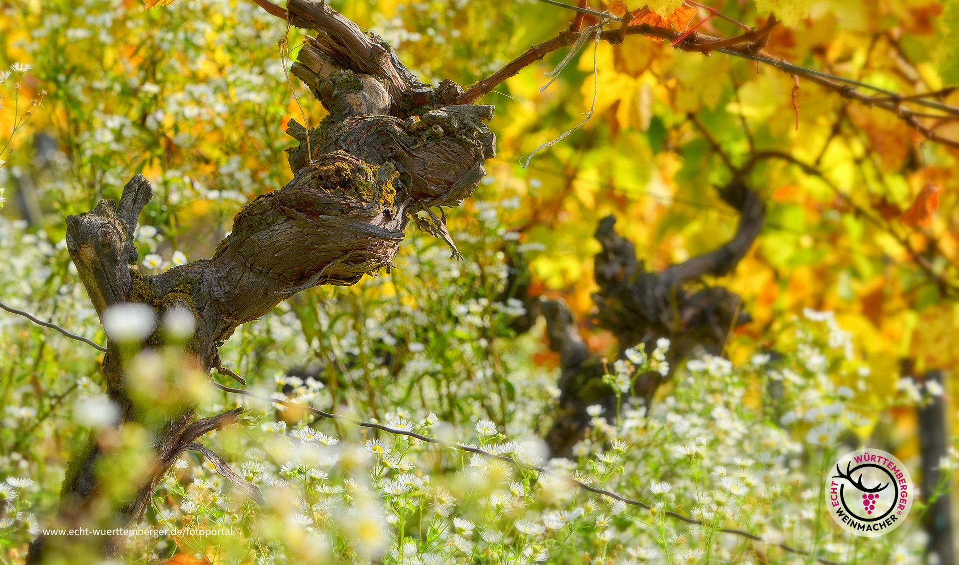 Wein ist Poesie in Flaschen