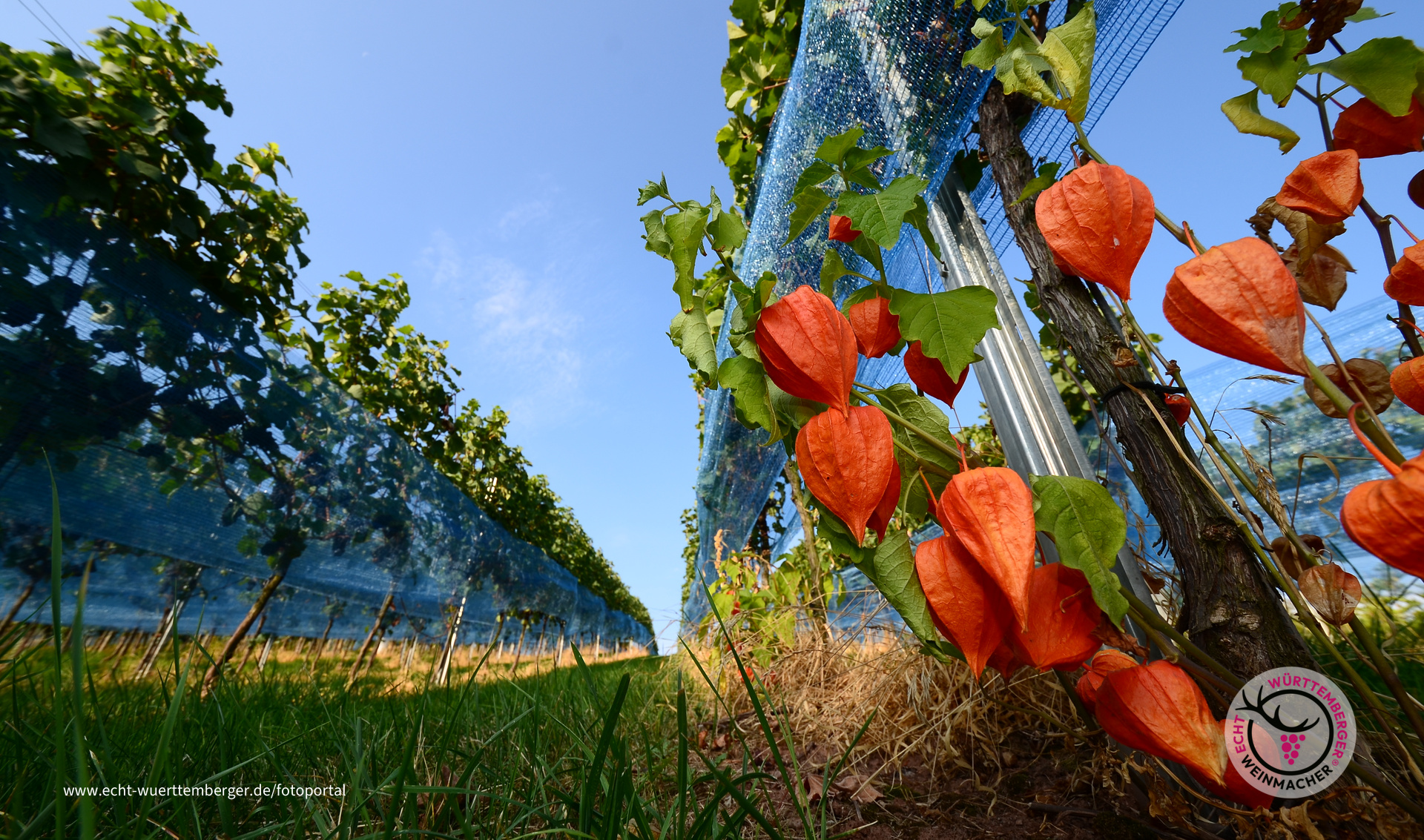 Septemberwein