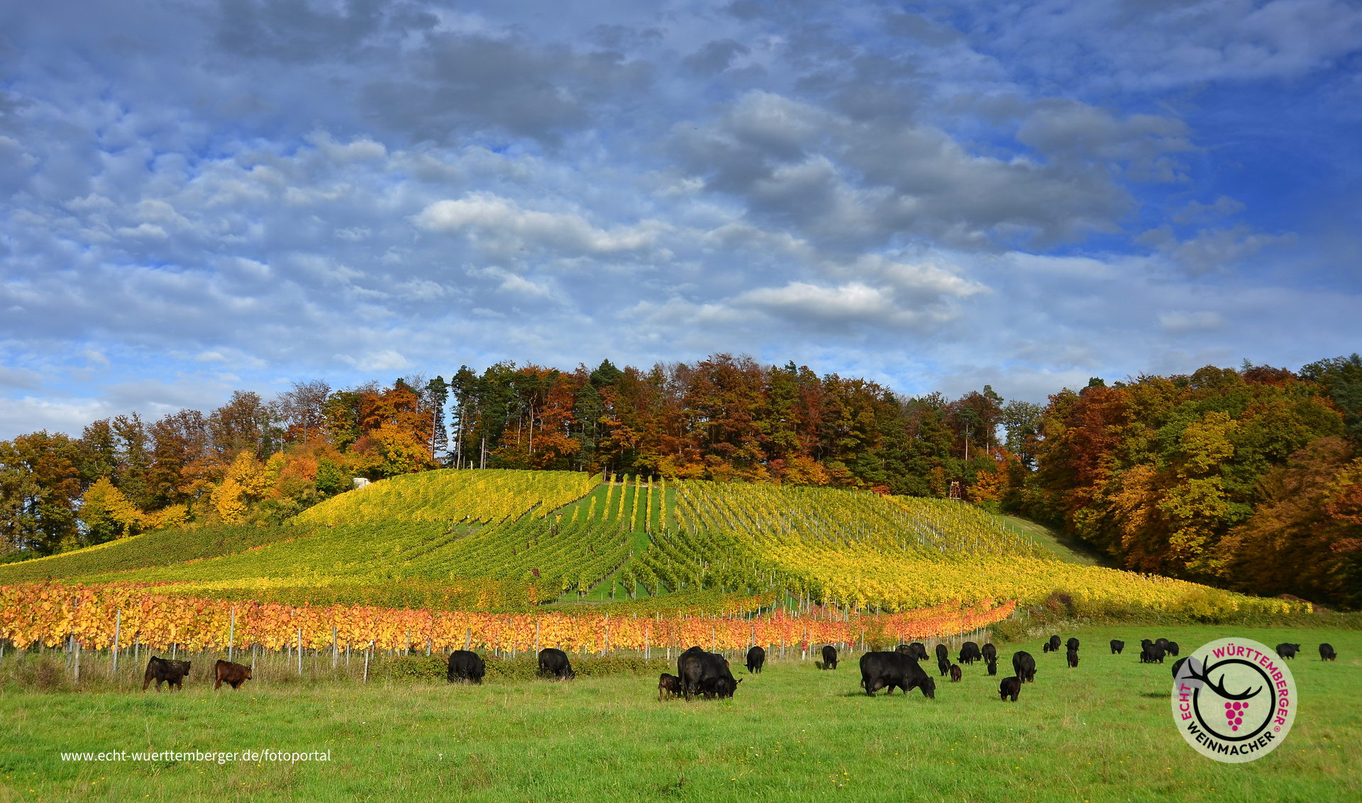 Schwarz-Rot-Gold