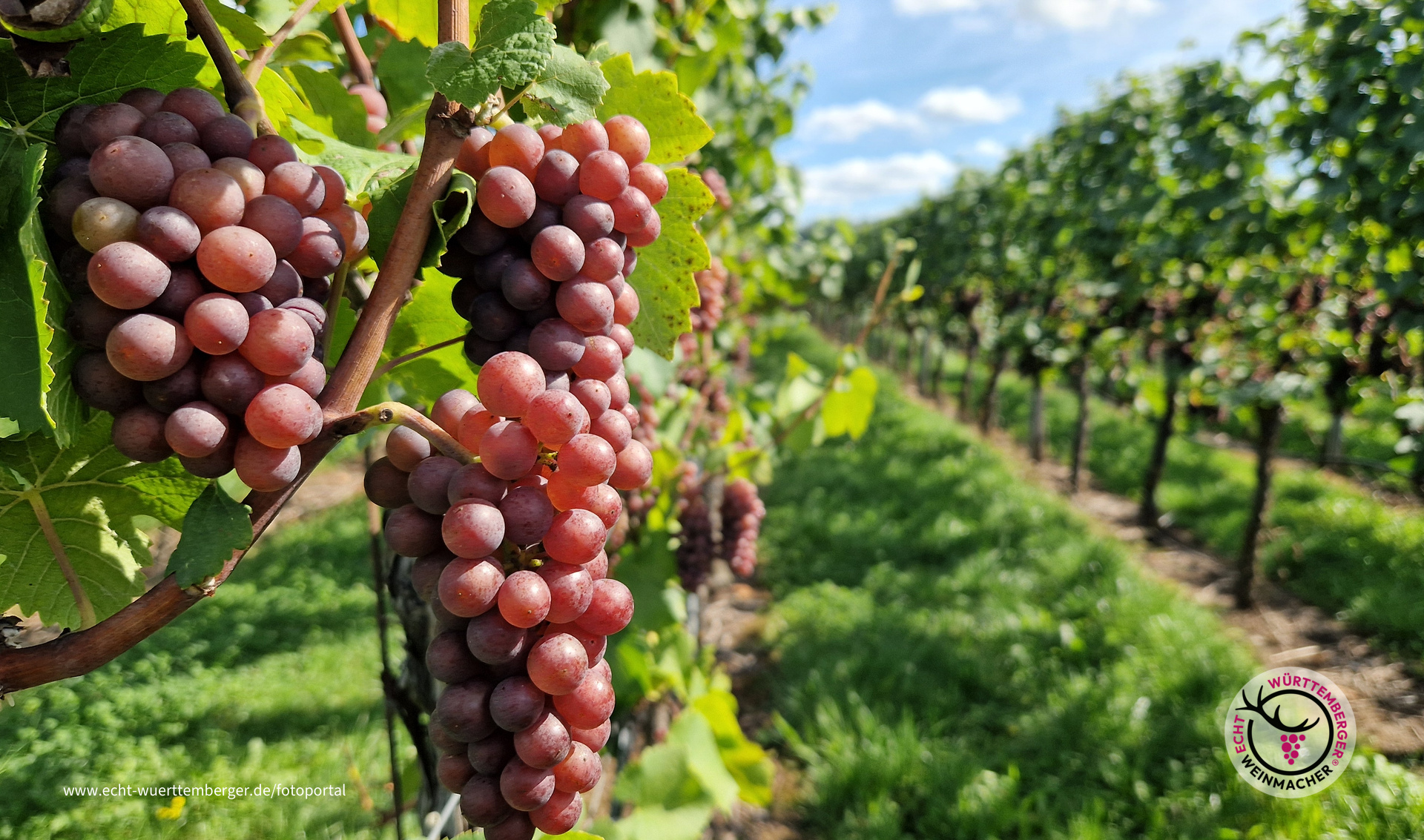 Der Grauburgunder ist reif fürs Glas