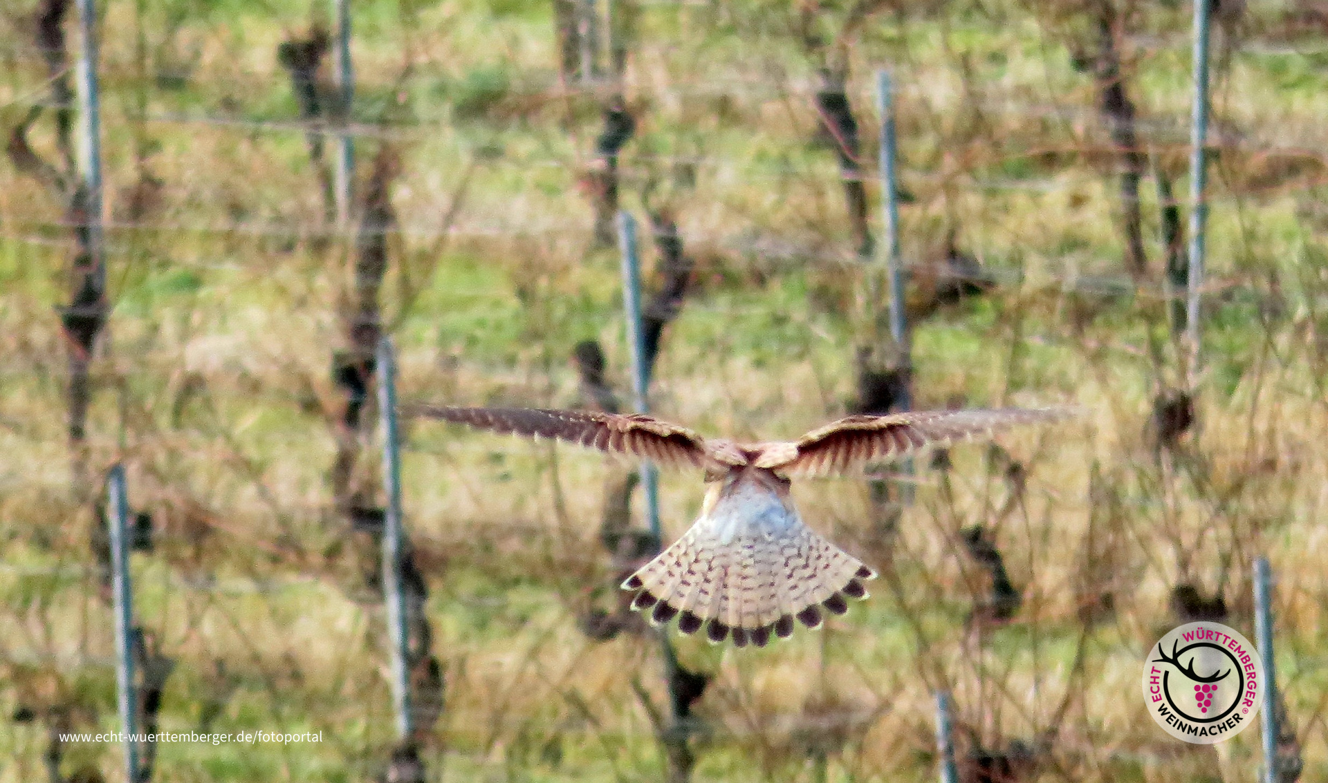 Weinbergüberflieger