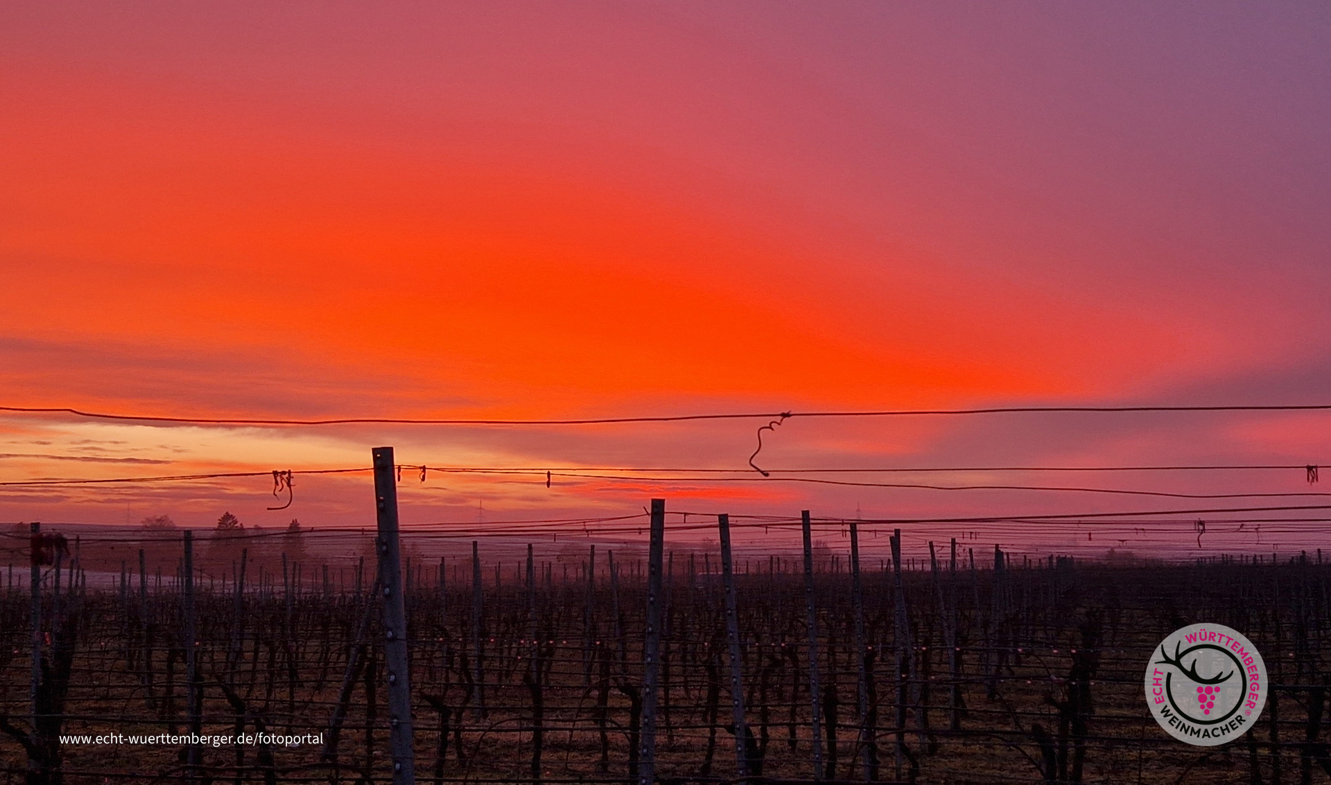Feuer-Abend im Weinberg