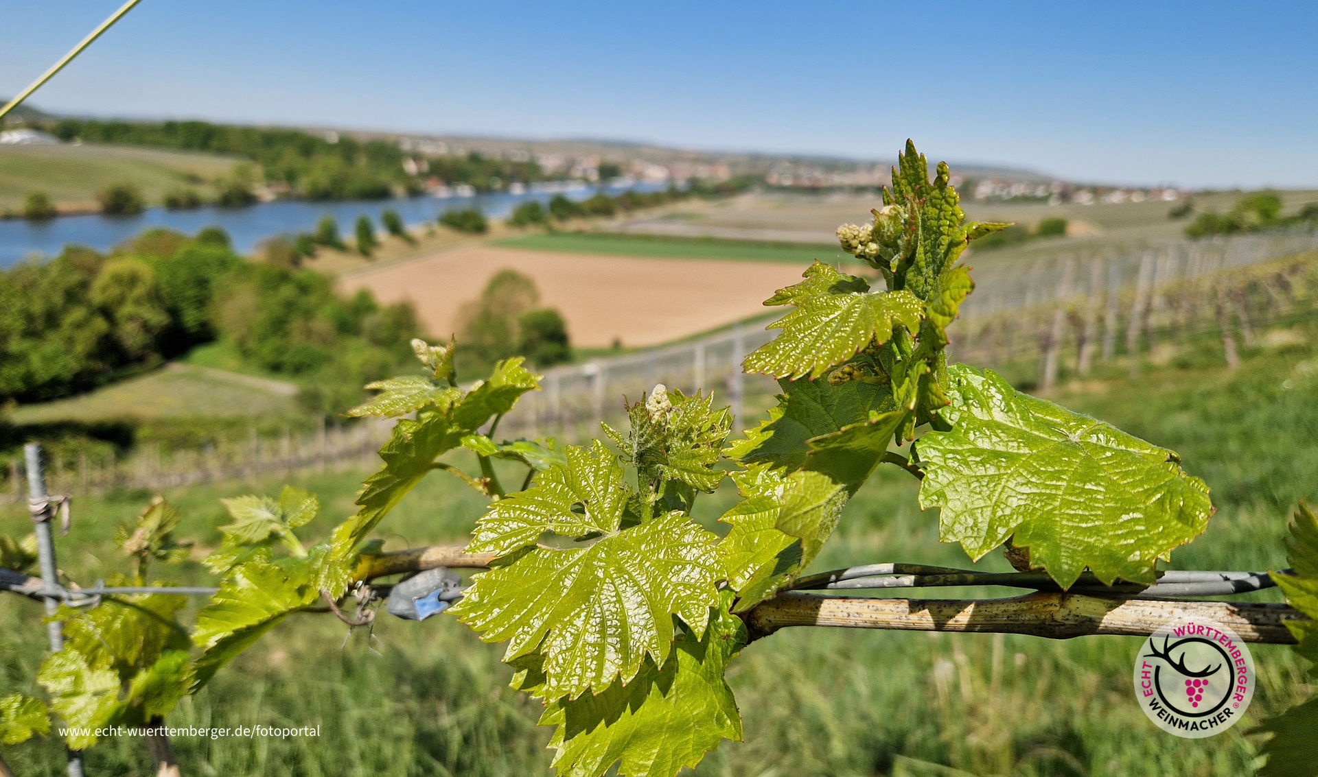 Lauffener Weinberge um Frühlingskleid