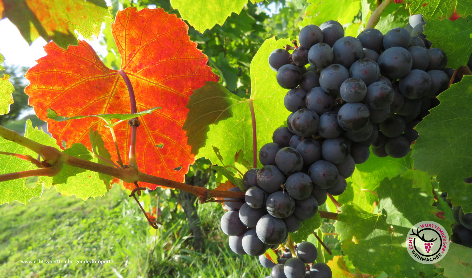 Herbst im Weinberg