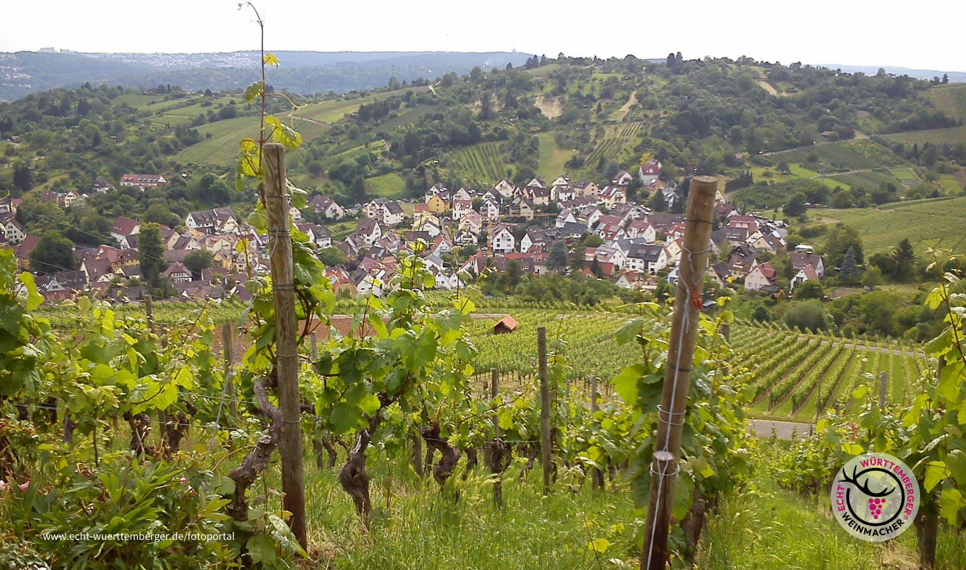 Uhlbach umgeben von Weinbergen