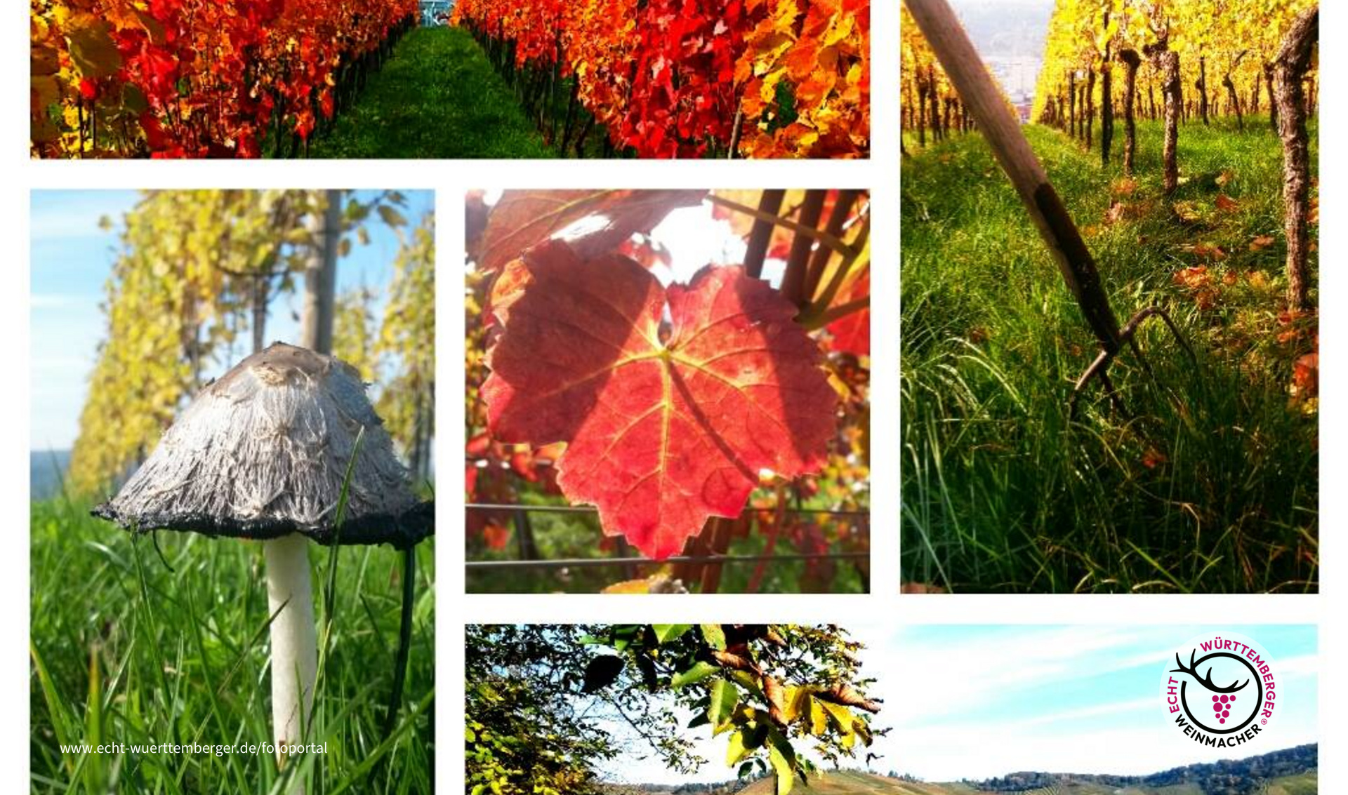 Herbst in den Weinbergen