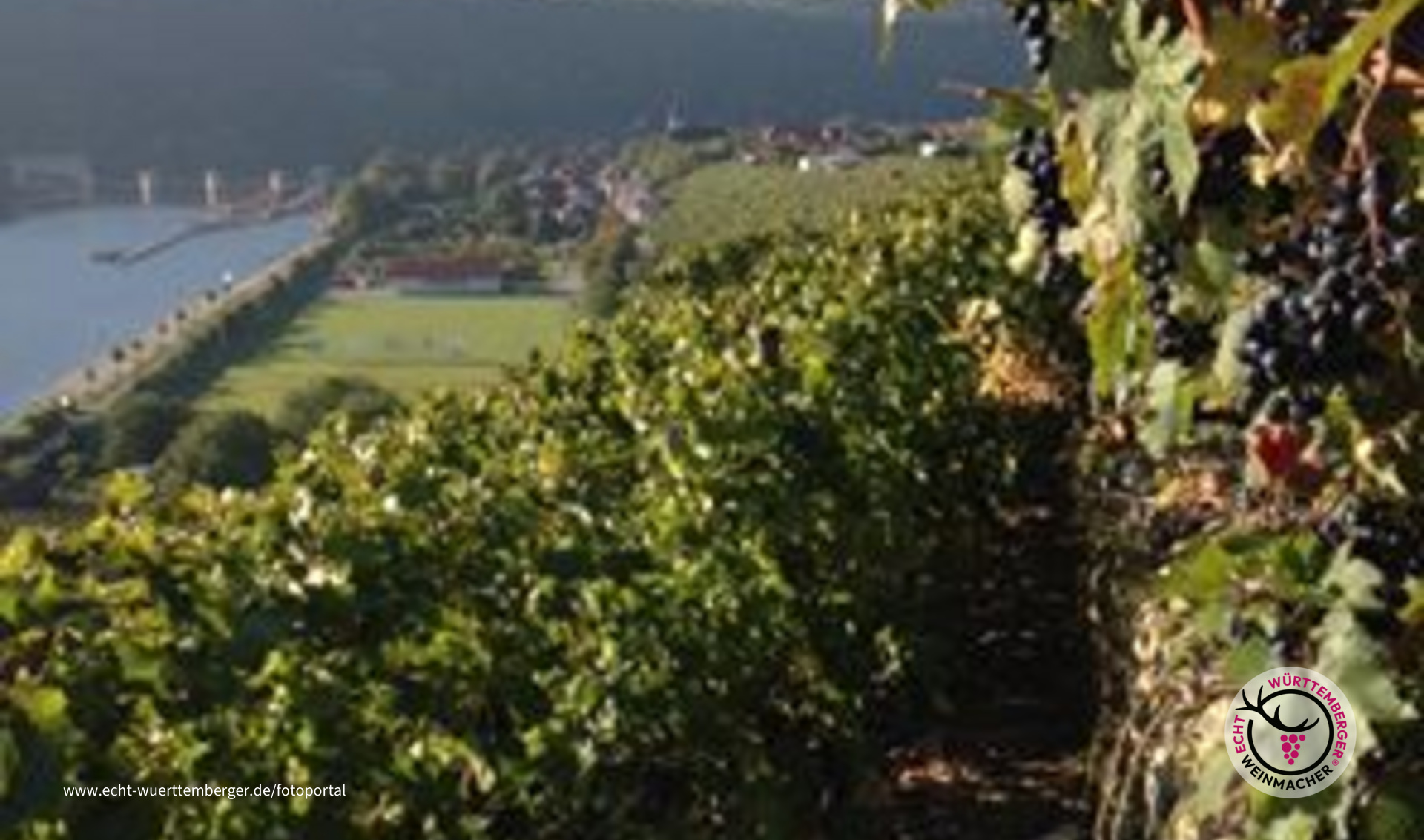 Weinberg bei Hessigheim