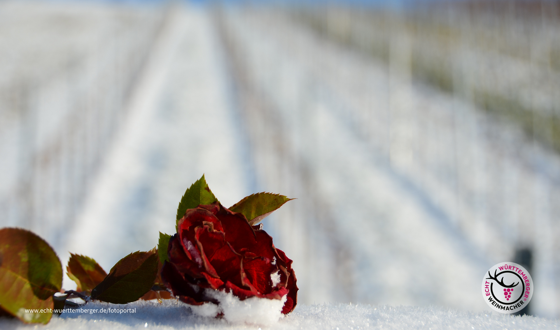 The last Rose